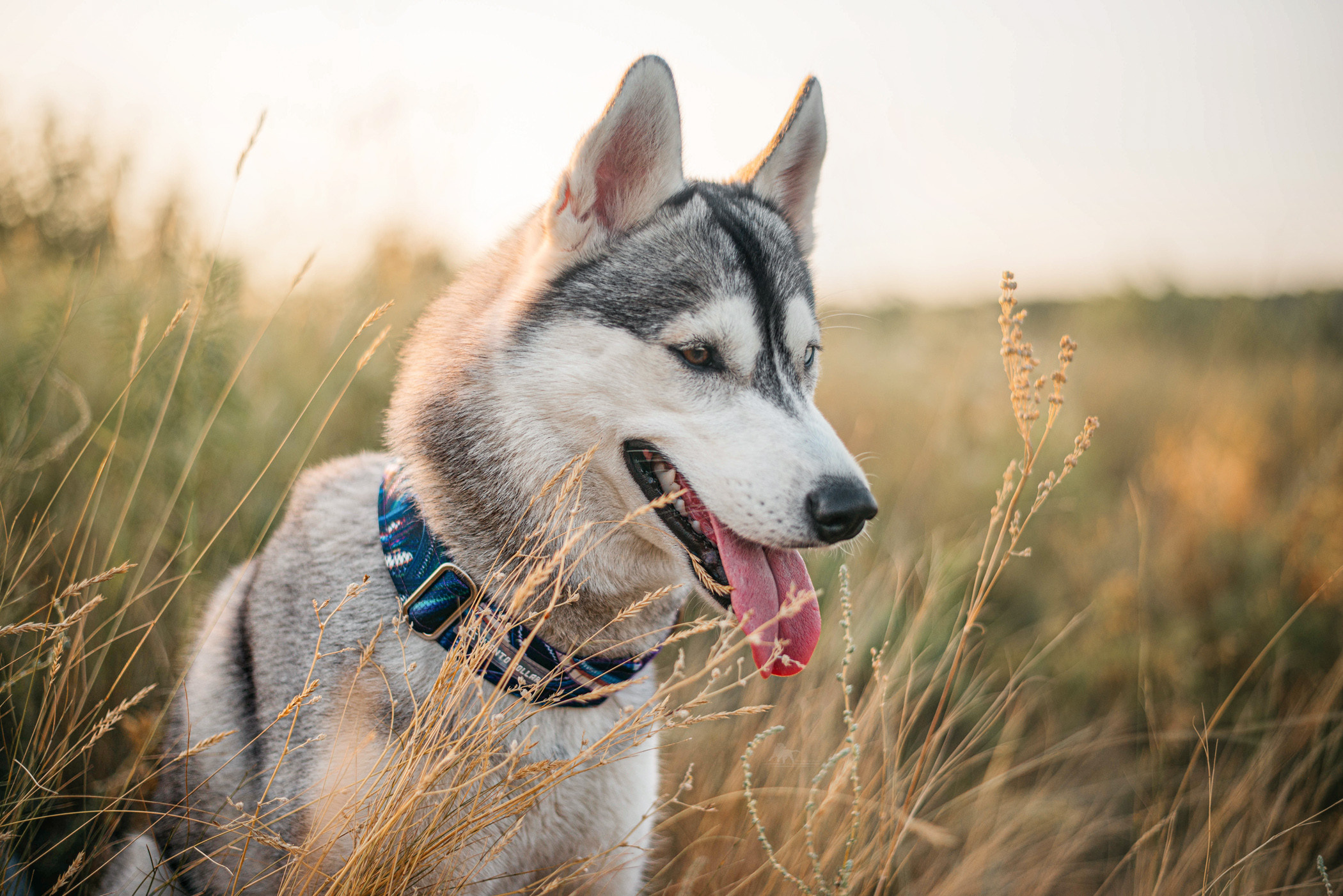Хаски Грейс и Настя. Фотограф — анималист Саратов/Москва|Плужникова Юлия