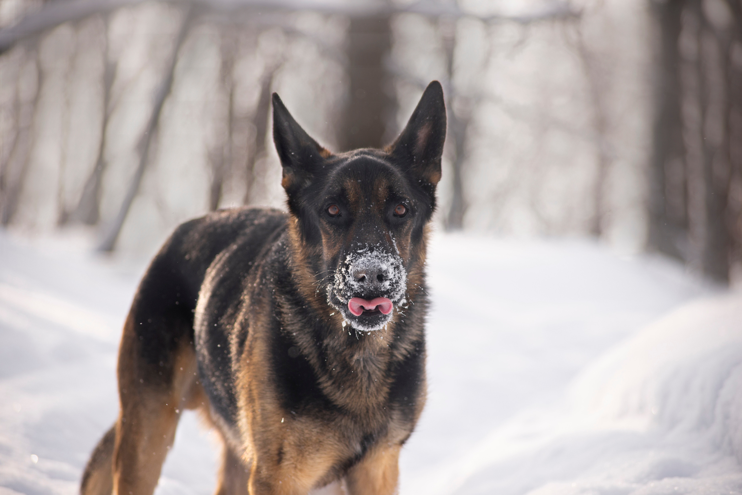 Зевс, Рика и Катя. Фотограф — анималист Саратов/Москва|Плужникова Юлия