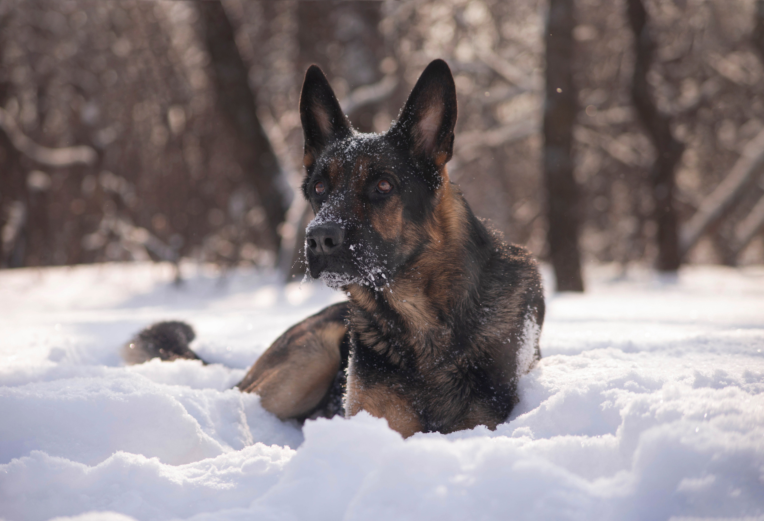Зевс, Рика и Катя. Фотограф — анималист Саратов/Москва|Плужникова Юлия