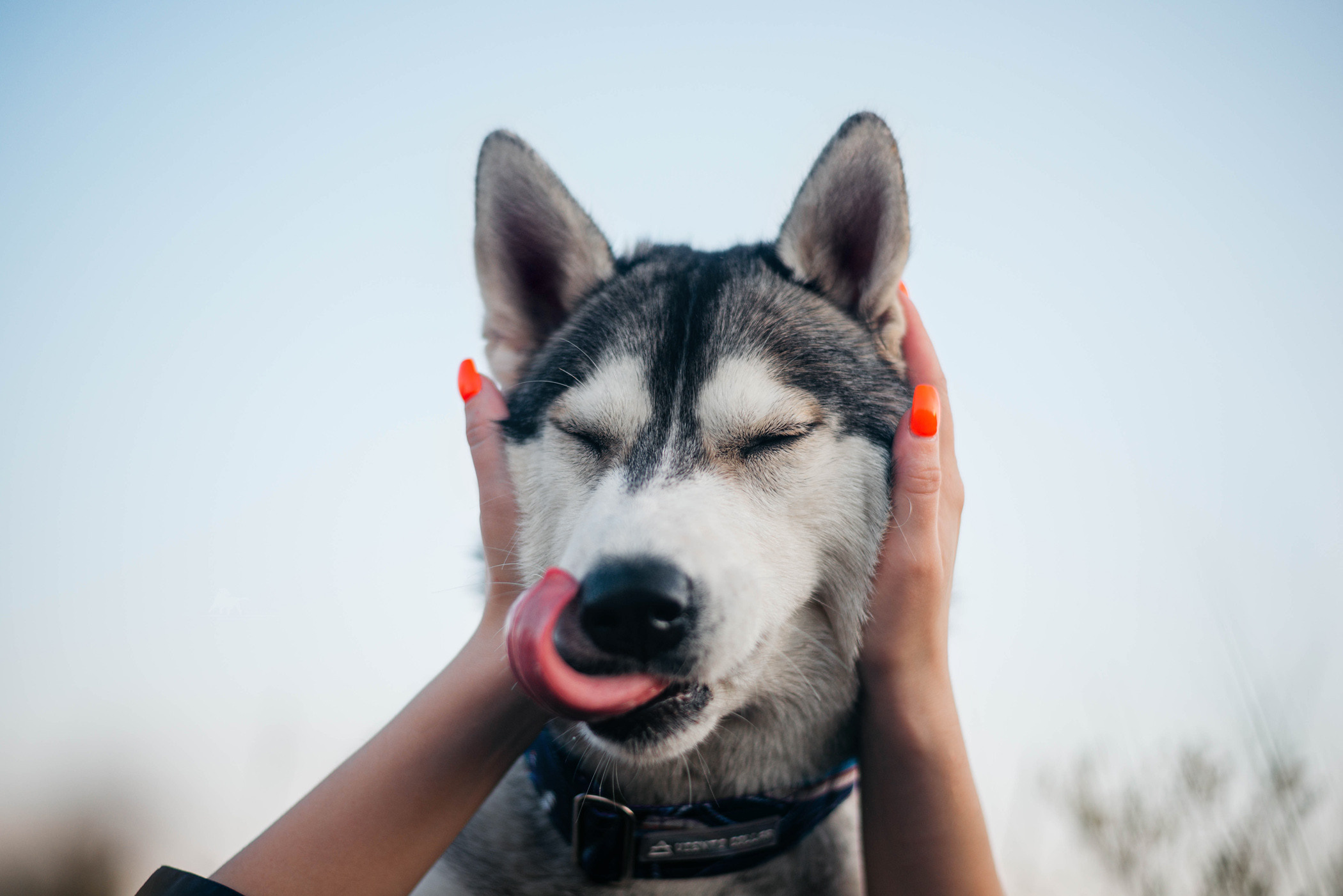 Хаски Грейс и Настя. Фотограф — анималист Саратов/Москва|Плужникова Юлия