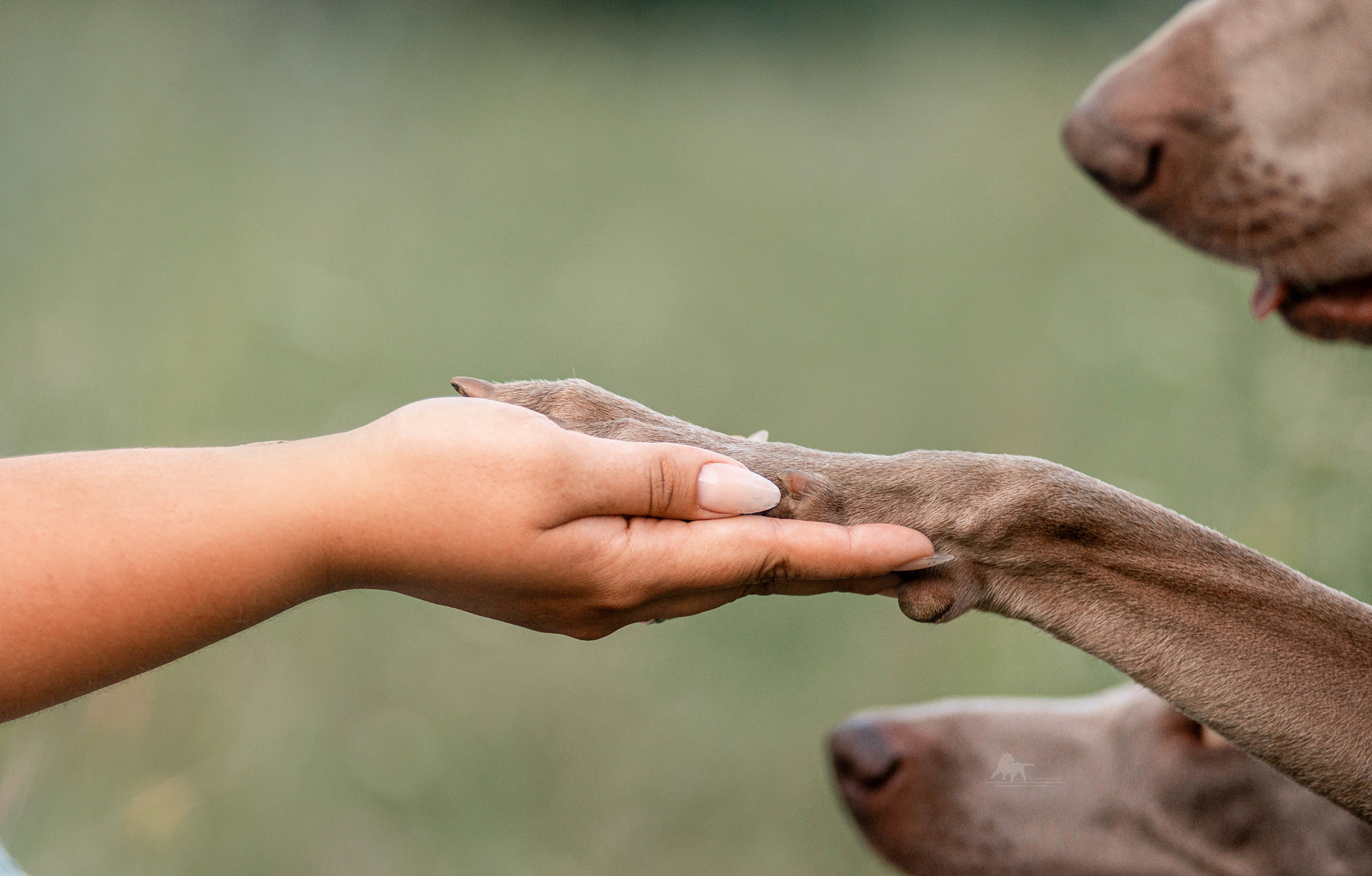 Веймарские легавые из питомника Plata El Viento и Изабелла. Фотограф — анималист Саратов/Москва|Плужникова Юлия