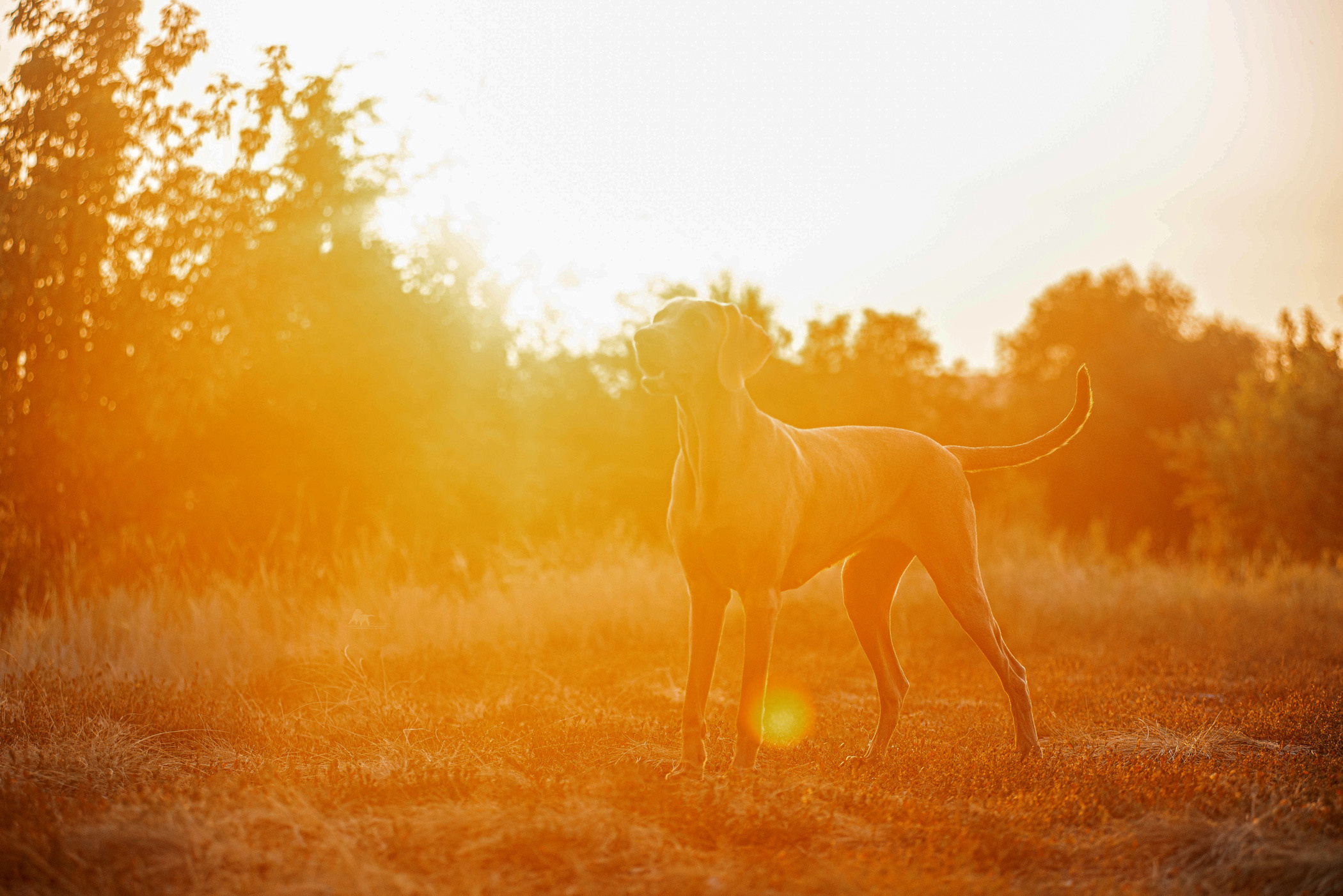 Веймарские легавые из питомника Plata El Viento и Изабелла. Фотограф — анималист Саратов/Москва|Плужникова Юлия