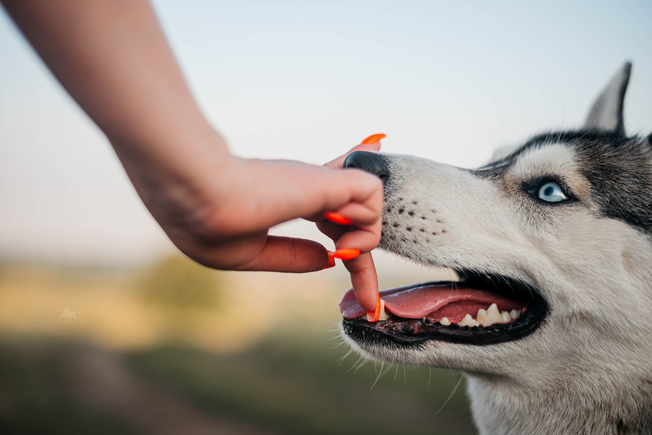 Хаски Грейс и Настя. Фотограф — анималист Саратов/Москва|Плужникова Юлия