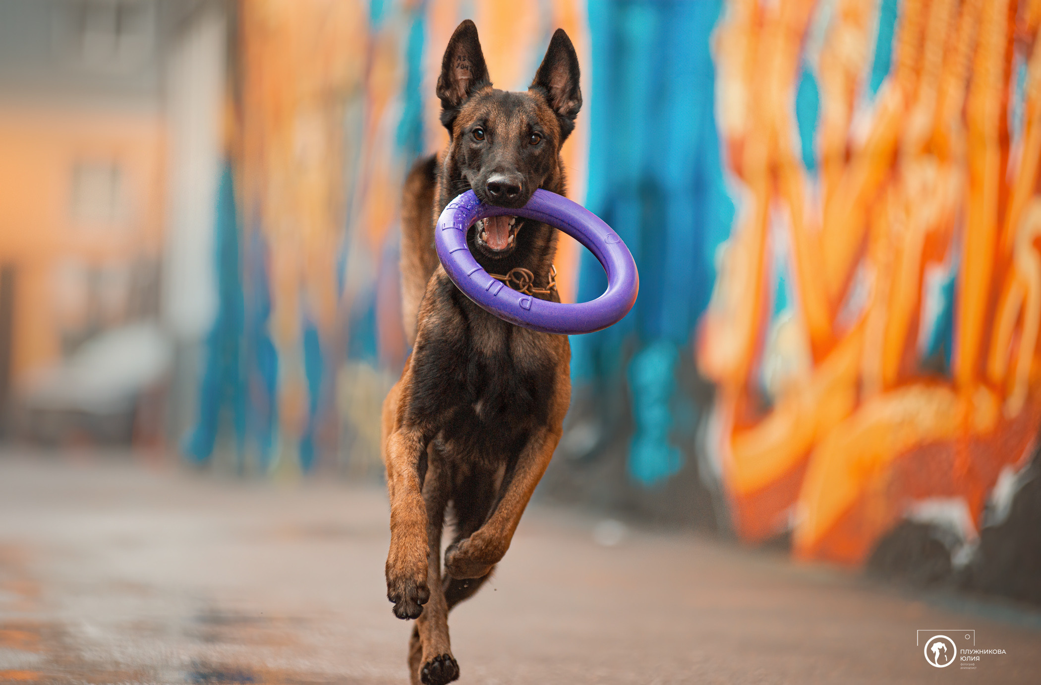 Фалькон и Сеня на флаконе. Фотограф — анималист Саратов/Москва|Плужникова Юлия