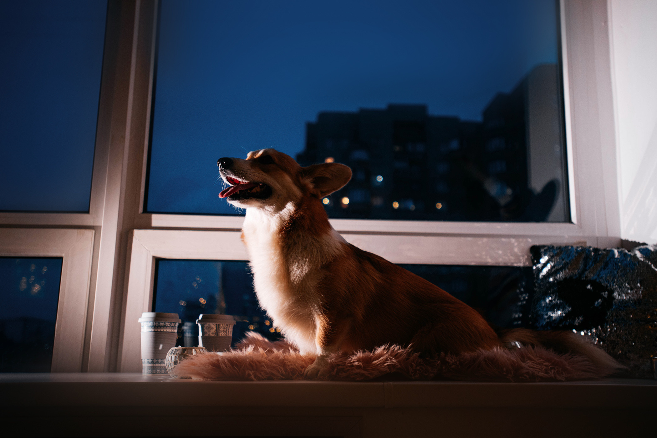 Корги Ежа и ее чудесная семья. Фотограф — анималист Саратов/Москва|Плужникова Юлия