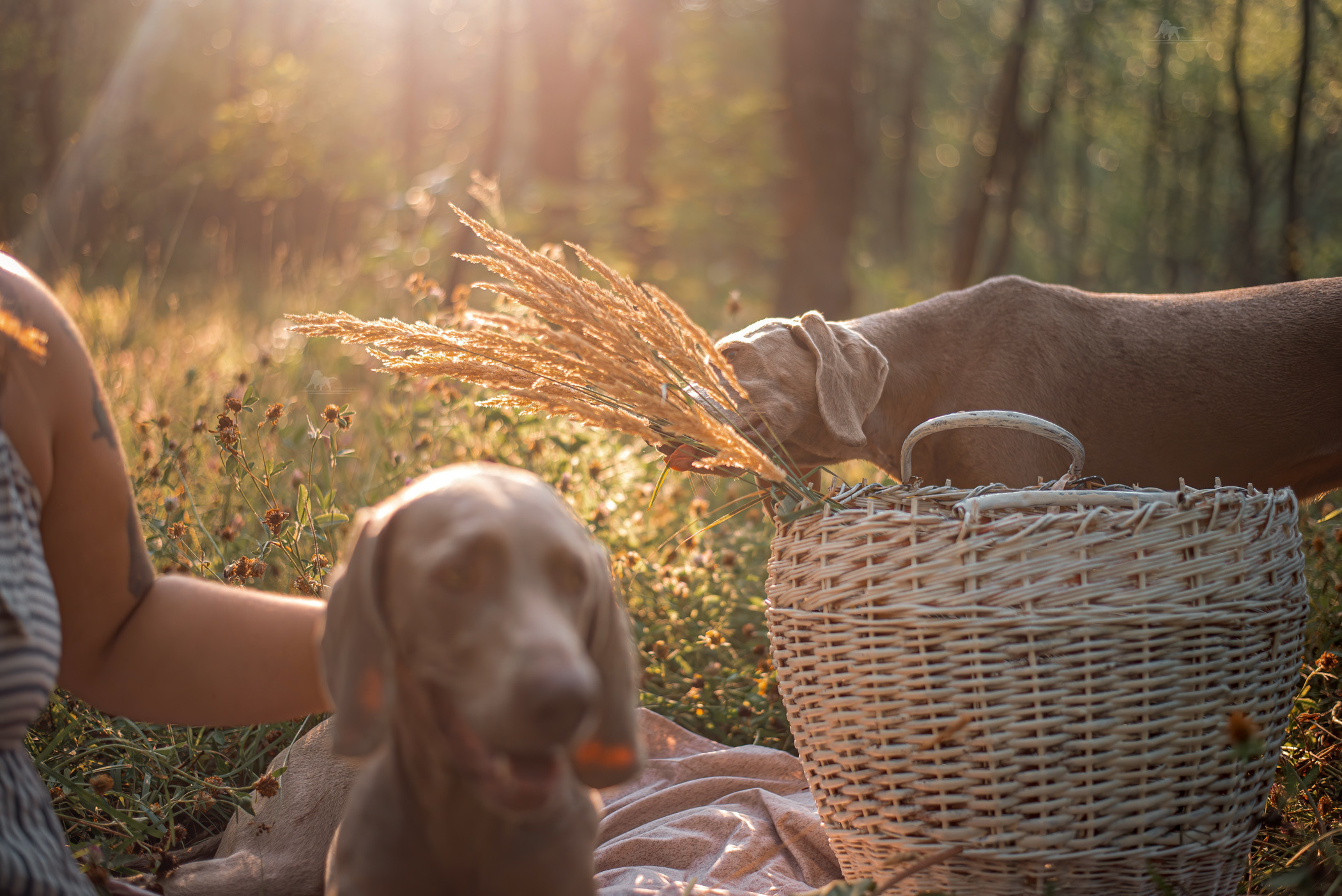 Веймарские легавые из питомника Plata El Viento и Изабелла. Фотограф — анималист Саратов/Москва|Плужникова Юлия