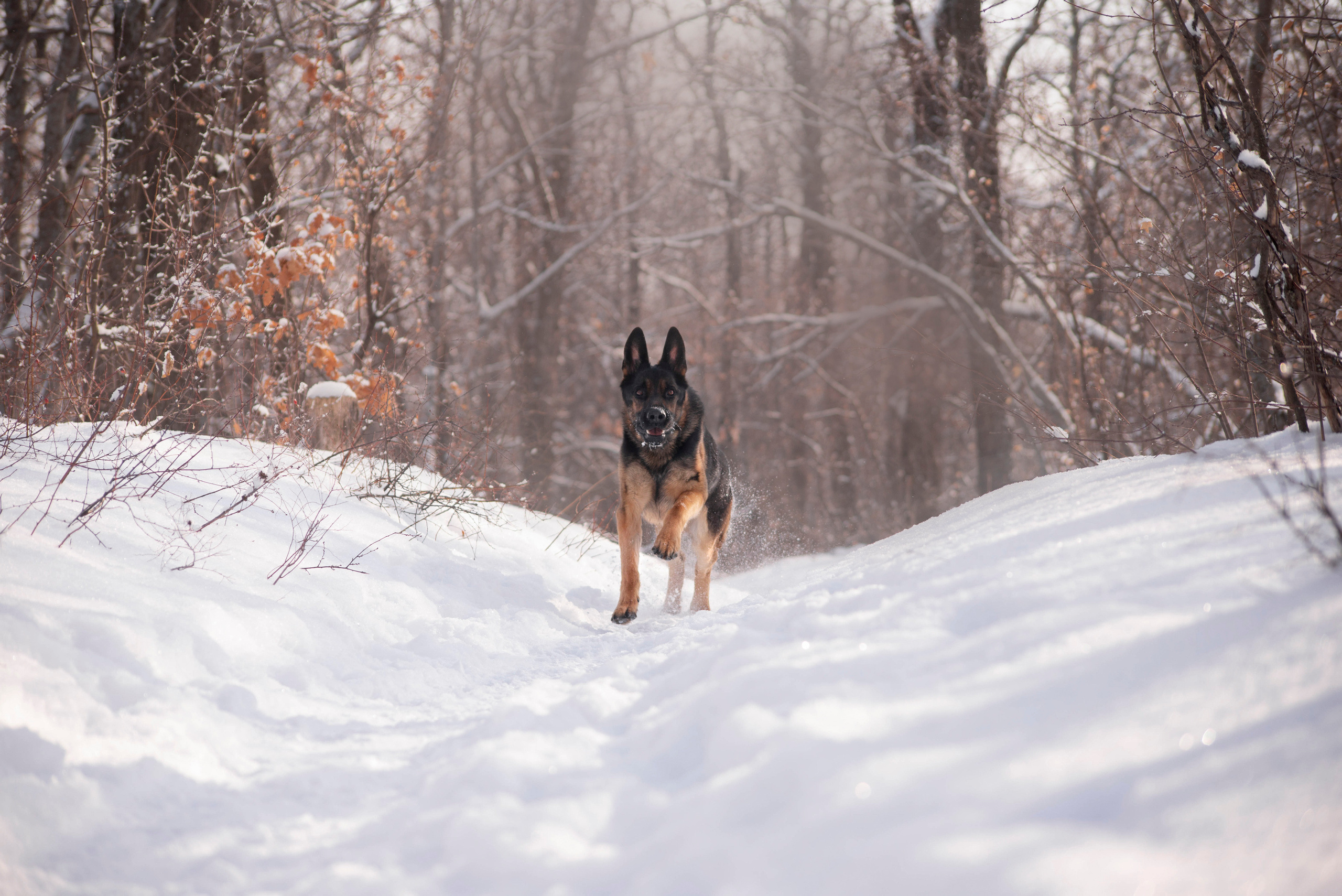 Зевс, Рика и Катя. Фотограф — анималист Саратов/Москва|Плужникова Юлия
