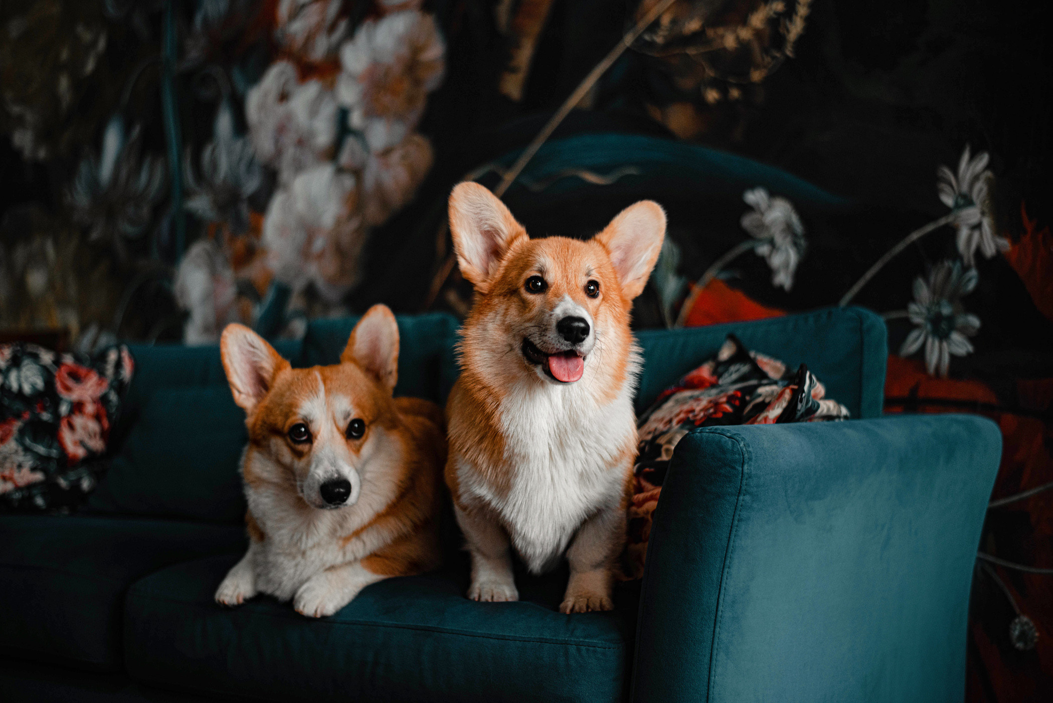 Марина и ее чудесные корги Тор и Парнас. Фотограф — анималист Саратов/Москва|Плужникова Юлия