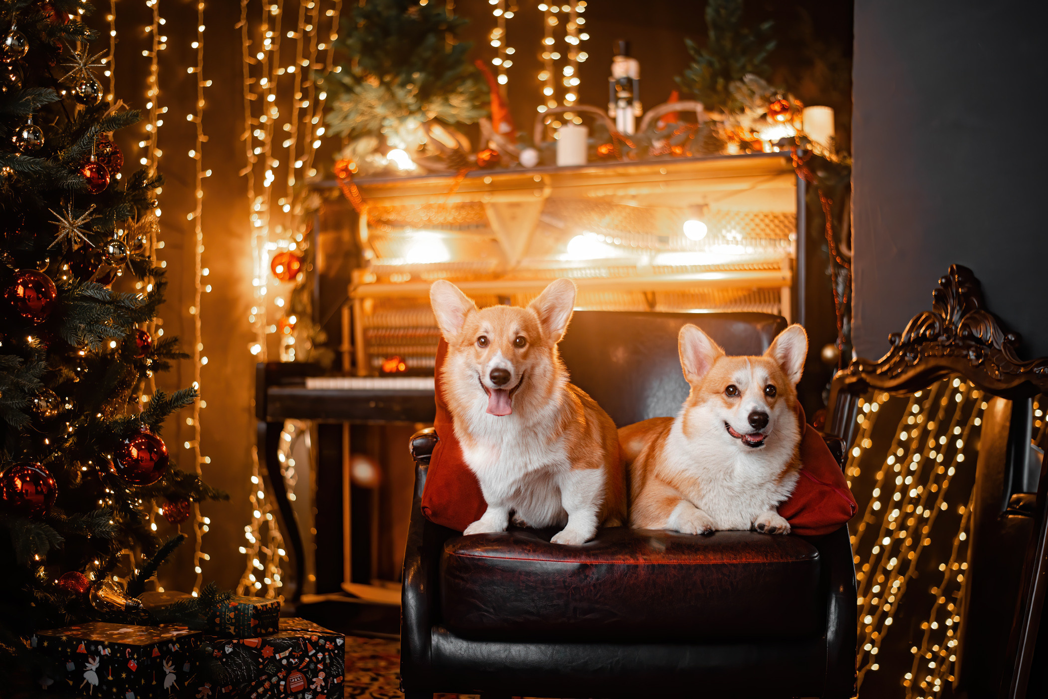 Марина и ее чудесные корги Тор и Парнас. Фотограф — анималист Саратов/Москва|Плужникова Юлия