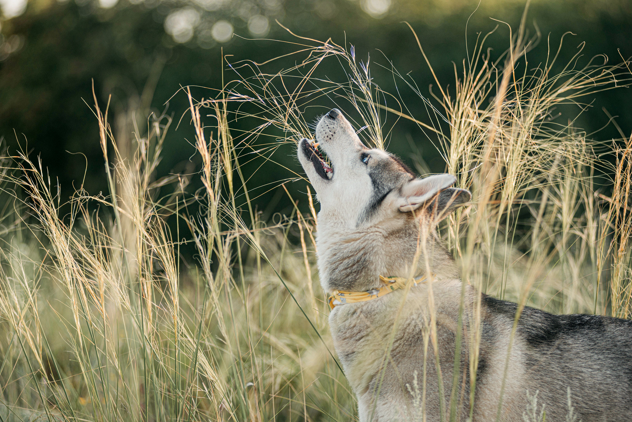Хаски Грейс и Настя. Фотограф — анималист Саратов/Москва|Плужникова Юлия