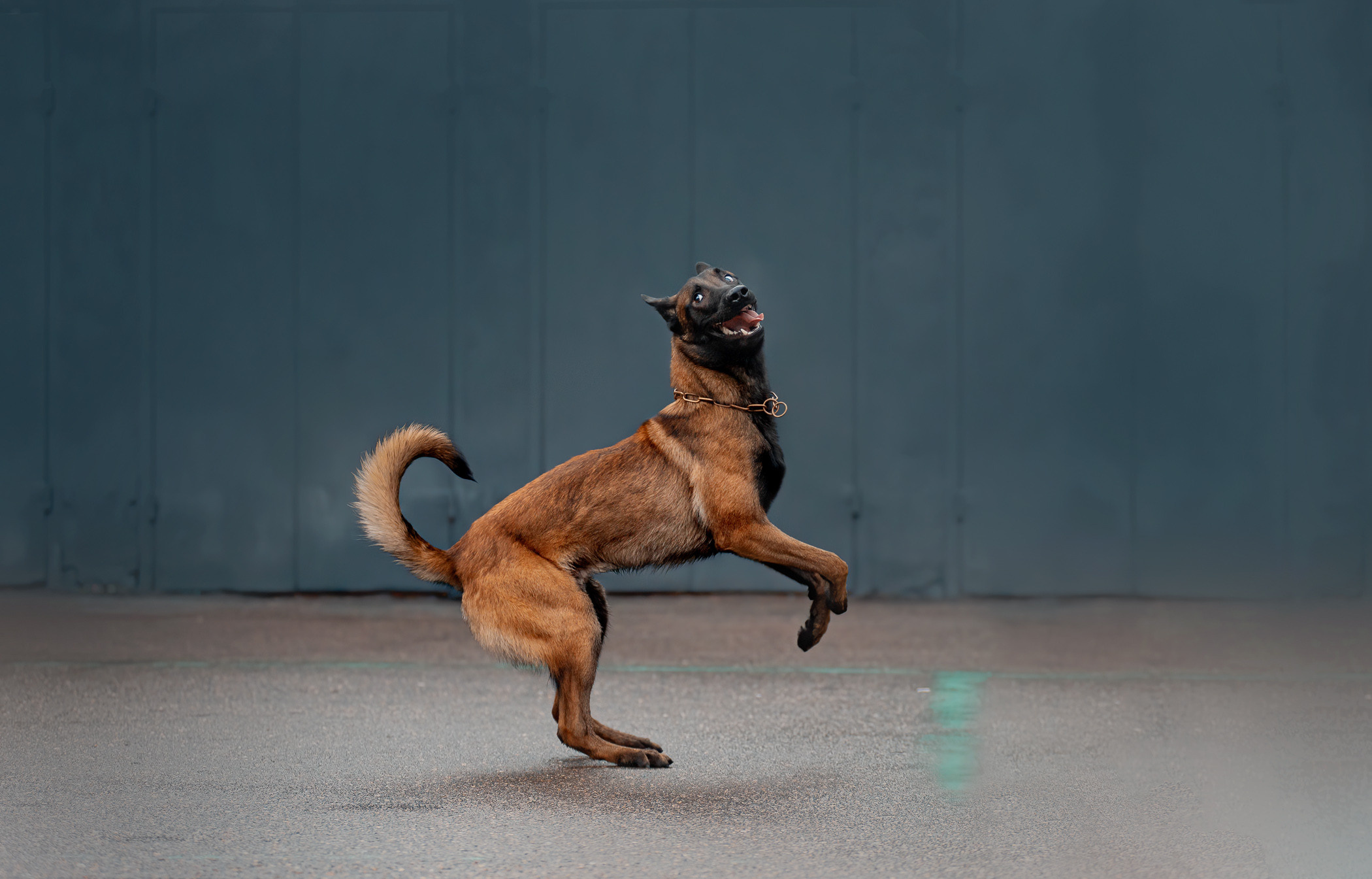 Фалькон и Сеня на флаконе. Фотограф — анималист Саратов/Москва|Плужникова Юлия