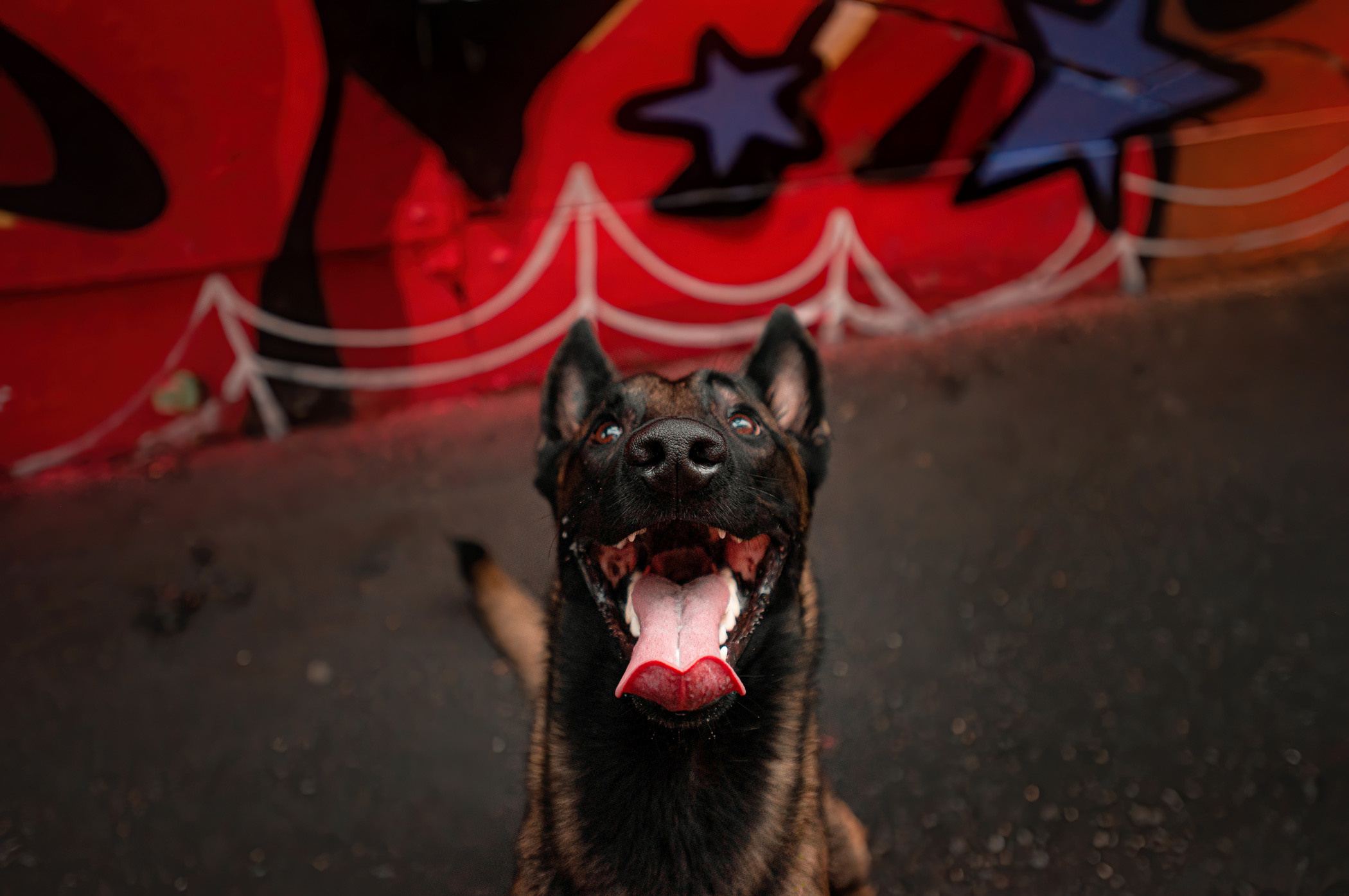 Фалькон и Сеня на флаконе. Фотограф — анималист Саратов/Москва|Плужникова Юлия