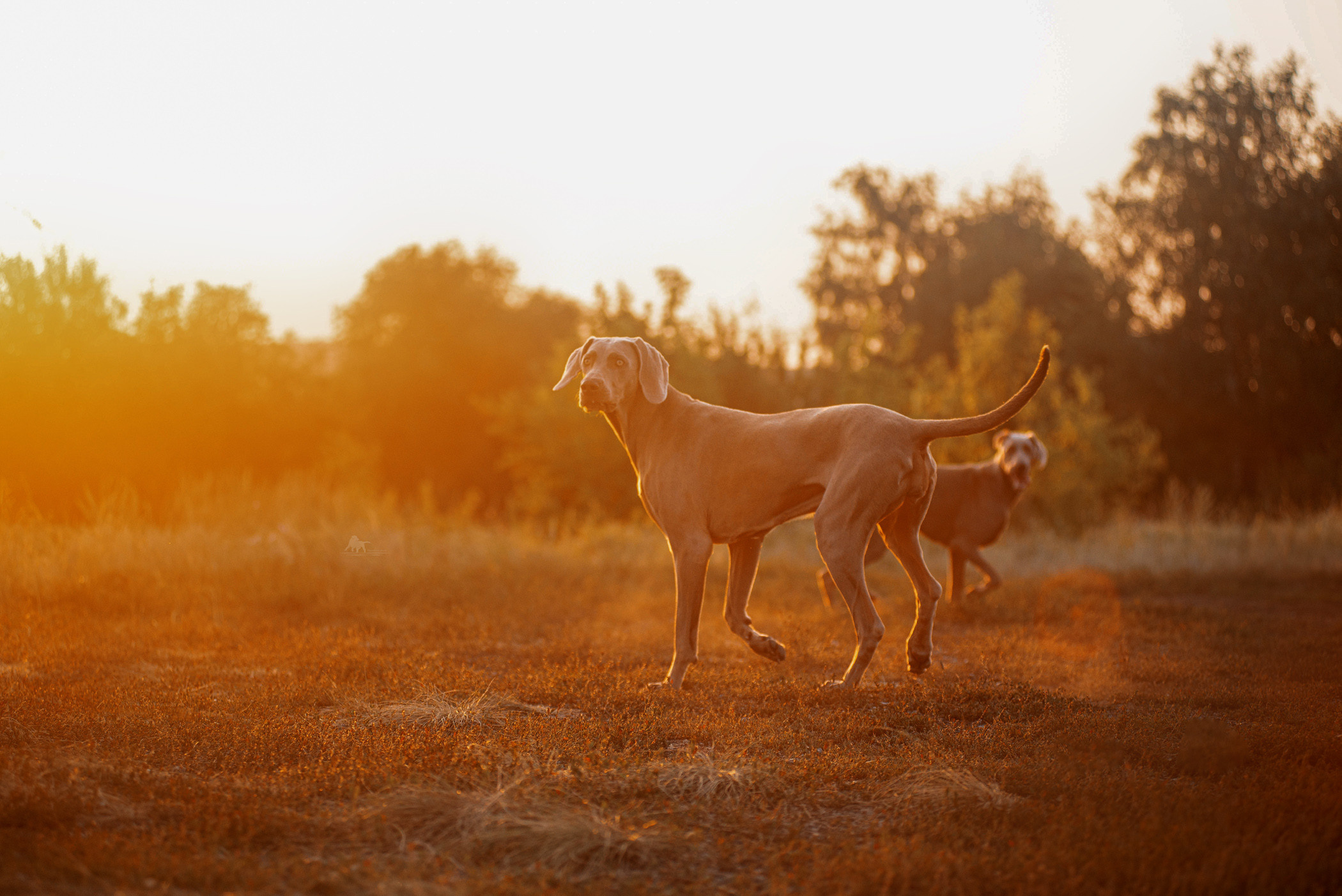 Веймарские легавые из питомника Plata El Viento и Изабелла. Фотограф — анималист Саратов/Москва|Плужникова Юлия