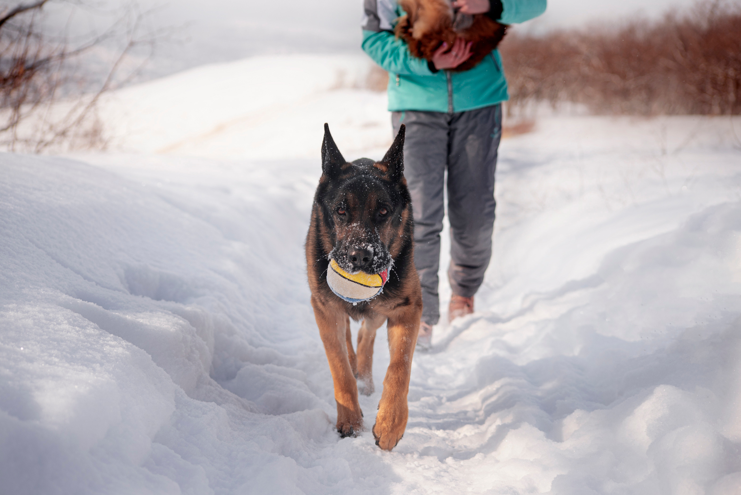 Зевс, Рика и Катя. Фотограф — анималист Саратов/Москва|Плужникова Юлия