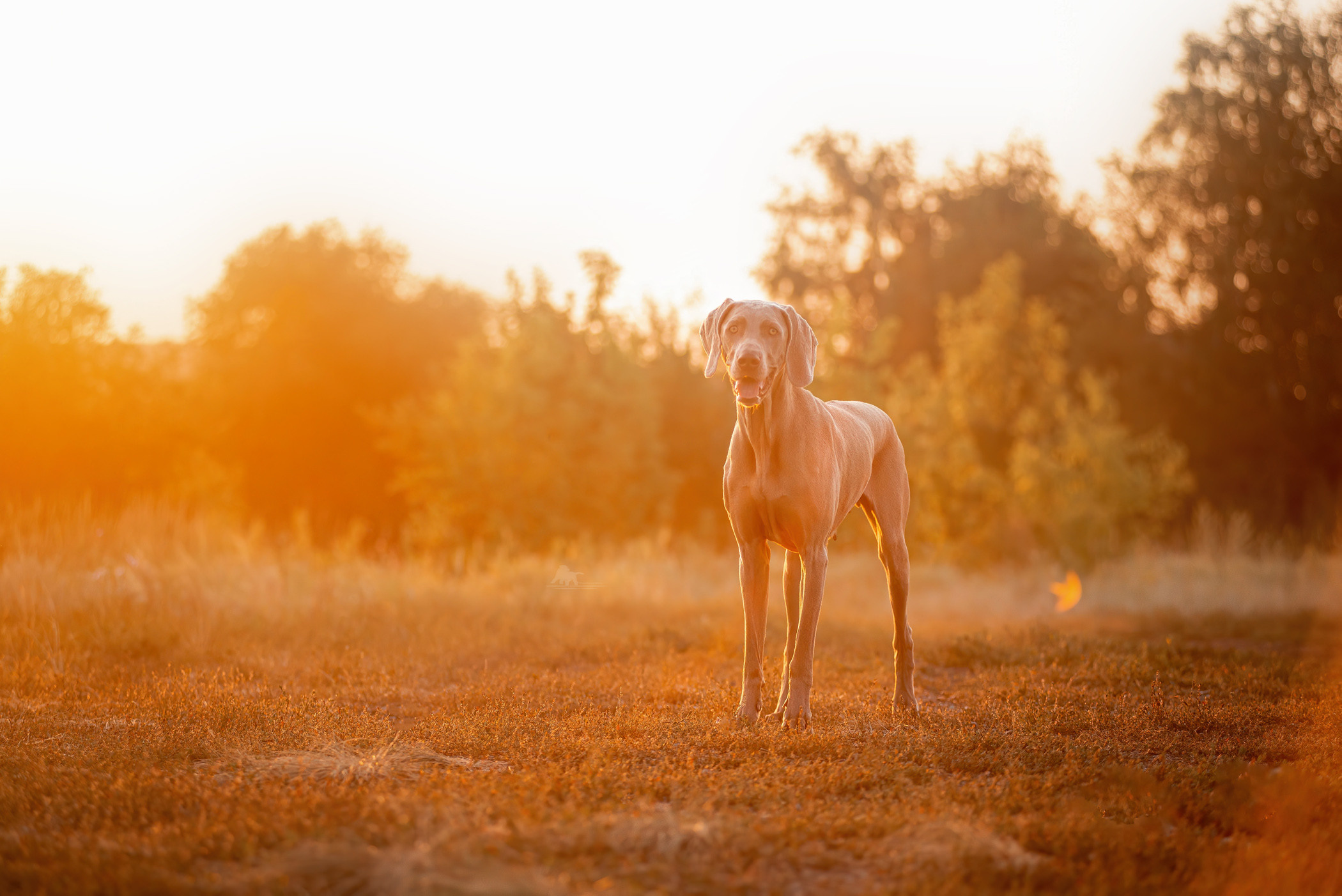 Веймарские легавые из питомника Plata El Viento и Изабелла. Фотограф — анималист Саратов/Москва|Плужникова Юлия