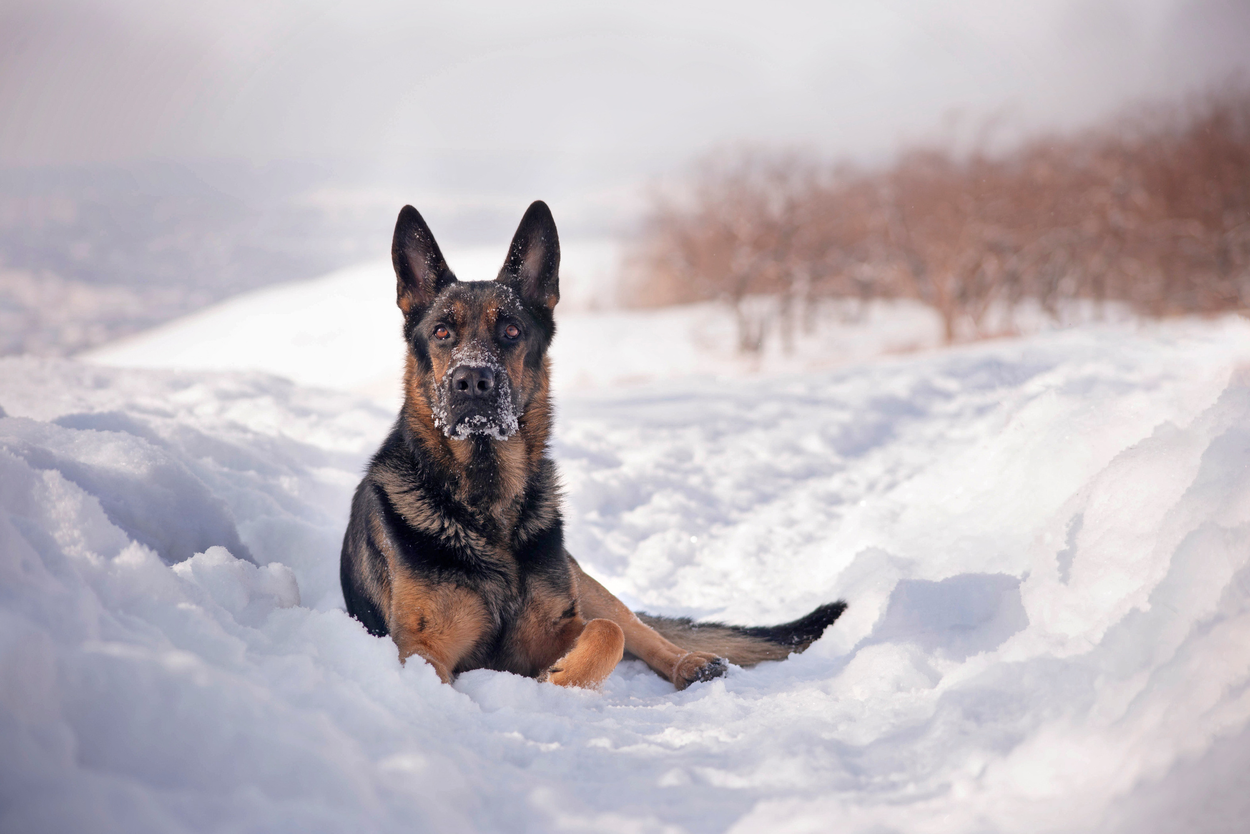 Зевс, Рика и Катя. Фотограф — анималист Саратов/Москва|Плужникова Юлия