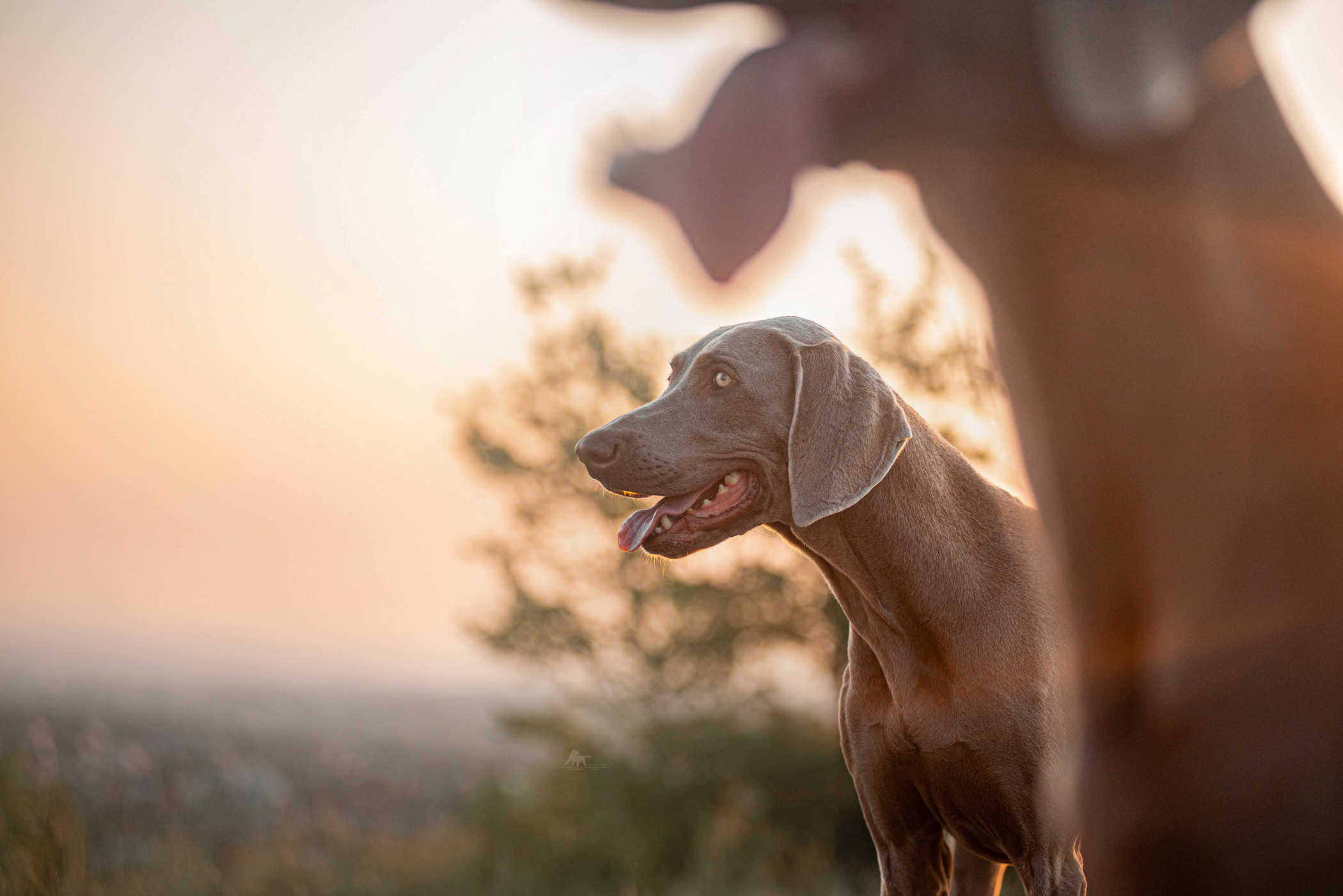 Веймарские легавые из питомника Plata El Viento и Изабелла. Фотограф — анималист Саратов/Москва|Плужникова Юлия