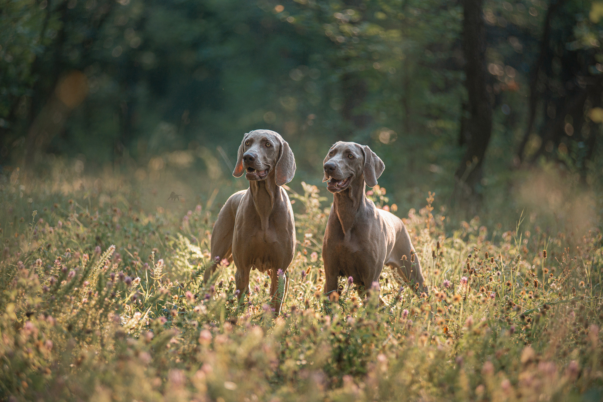 Веймарские легавые из питомника Plata El Viento и Изабелла. Фотограф — анималист Саратов/Москва|Плужникова Юлия