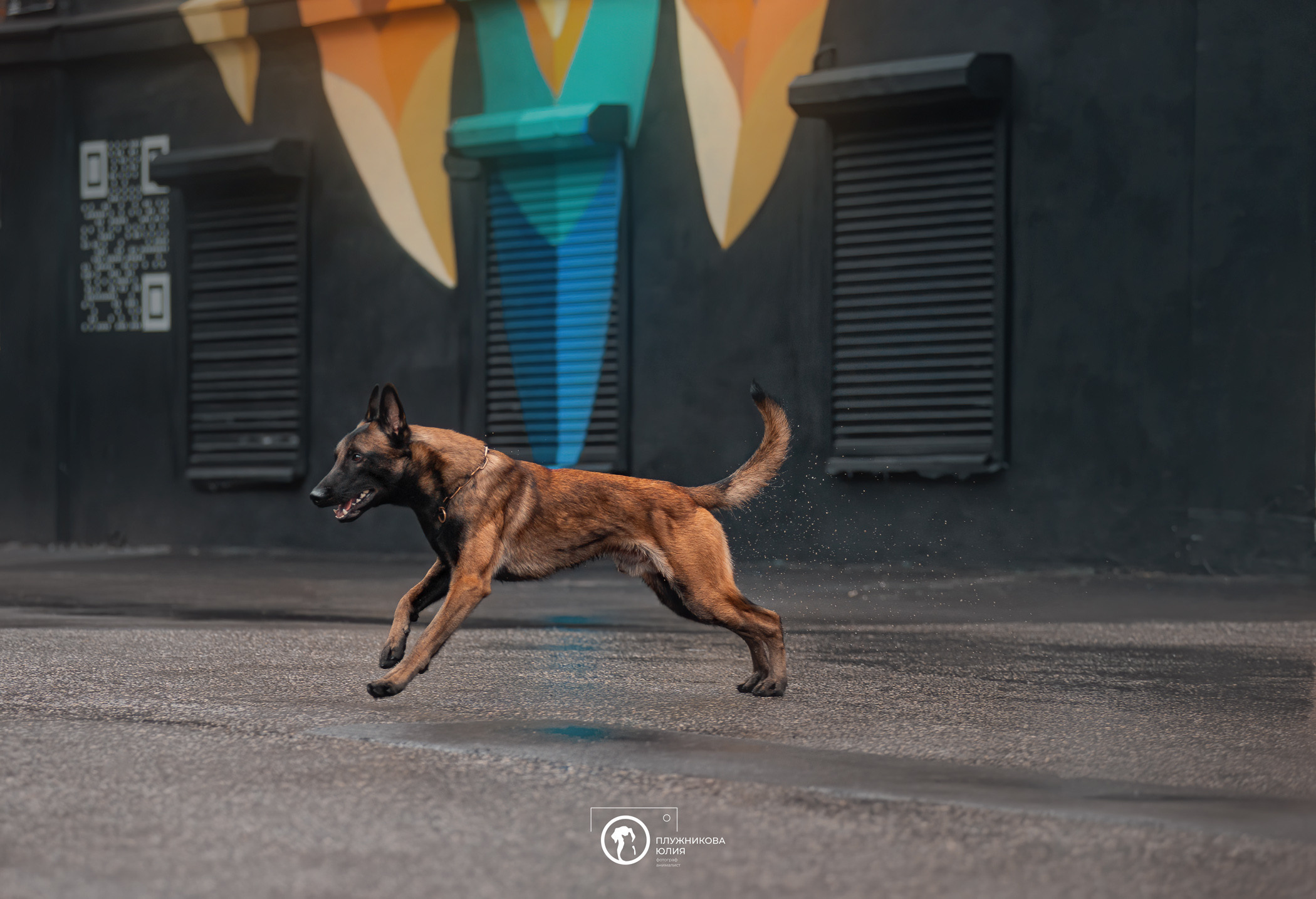 Фалькон и Сеня на флаконе. Фотограф — анималист Саратов/Москва|Плужникова Юлия