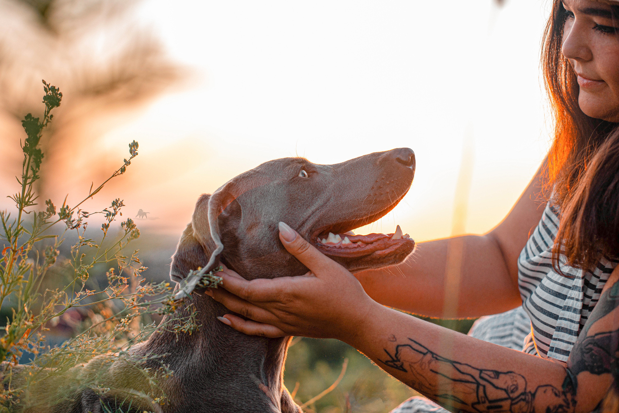 Веймарские легавые из питомника Plata El Viento и Изабелла. Фотограф — анималист Саратов/Москва|Плужникова Юлия