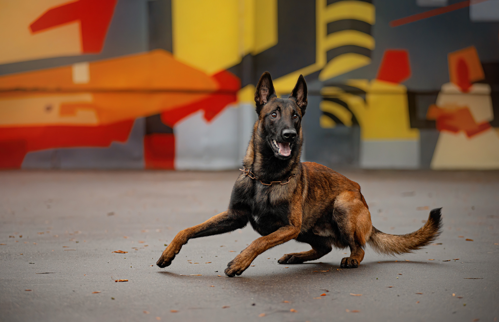 Фалькон и Сеня на флаконе. Фотограф — анималист Саратов/Москва|Плужникова Юлия
