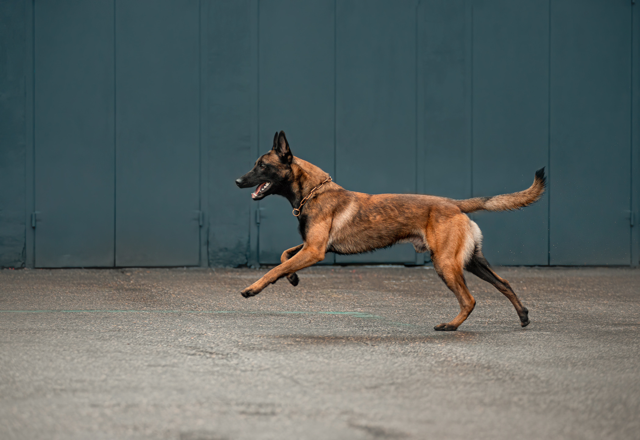 Фалькон и Сеня на флаконе. Фотограф — анималист Саратов/Москва|Плужникова Юлия
