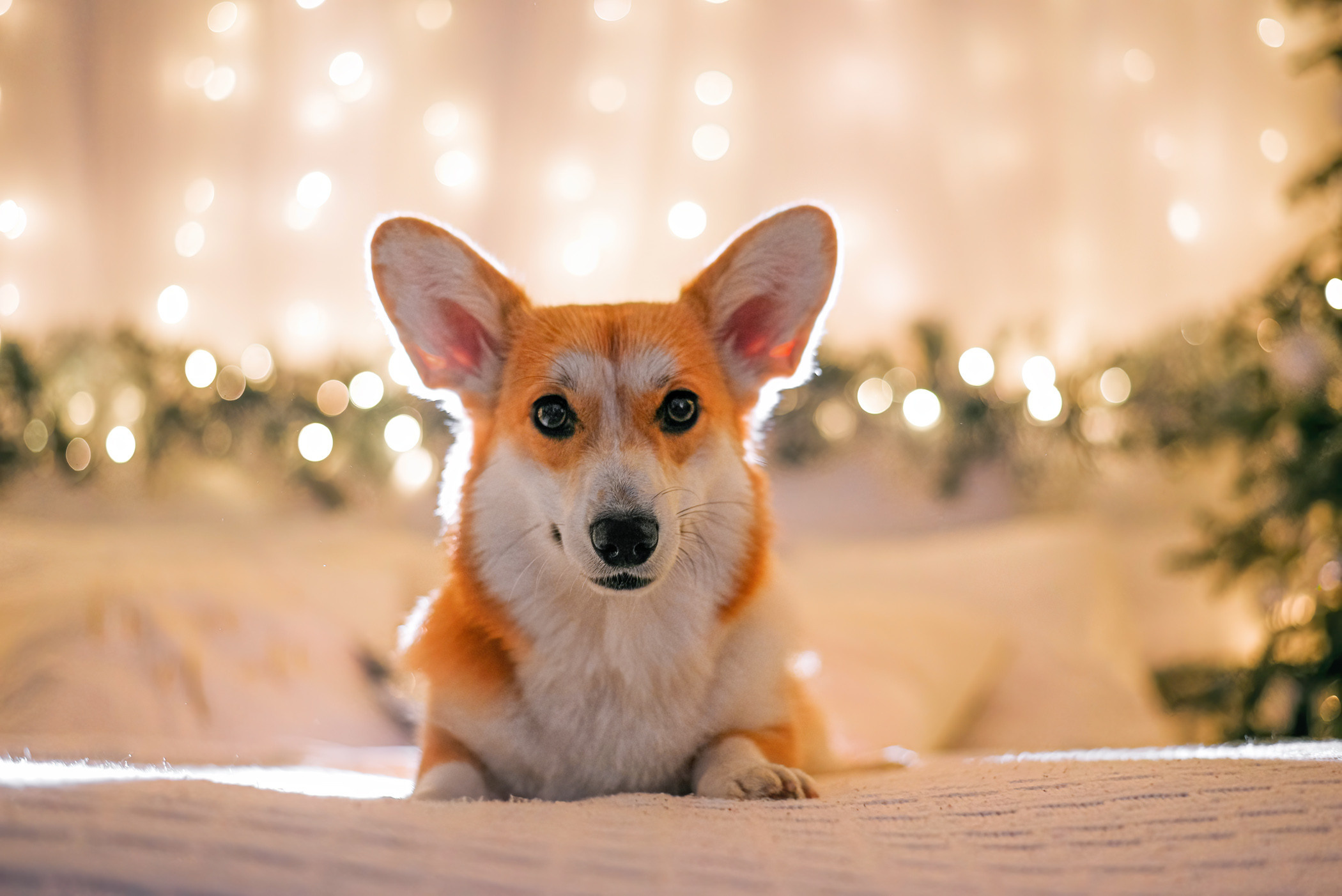 Корги Ежа и ее чудесная семья. Фотограф — анималист Саратов/Москва|Плужникова Юлия