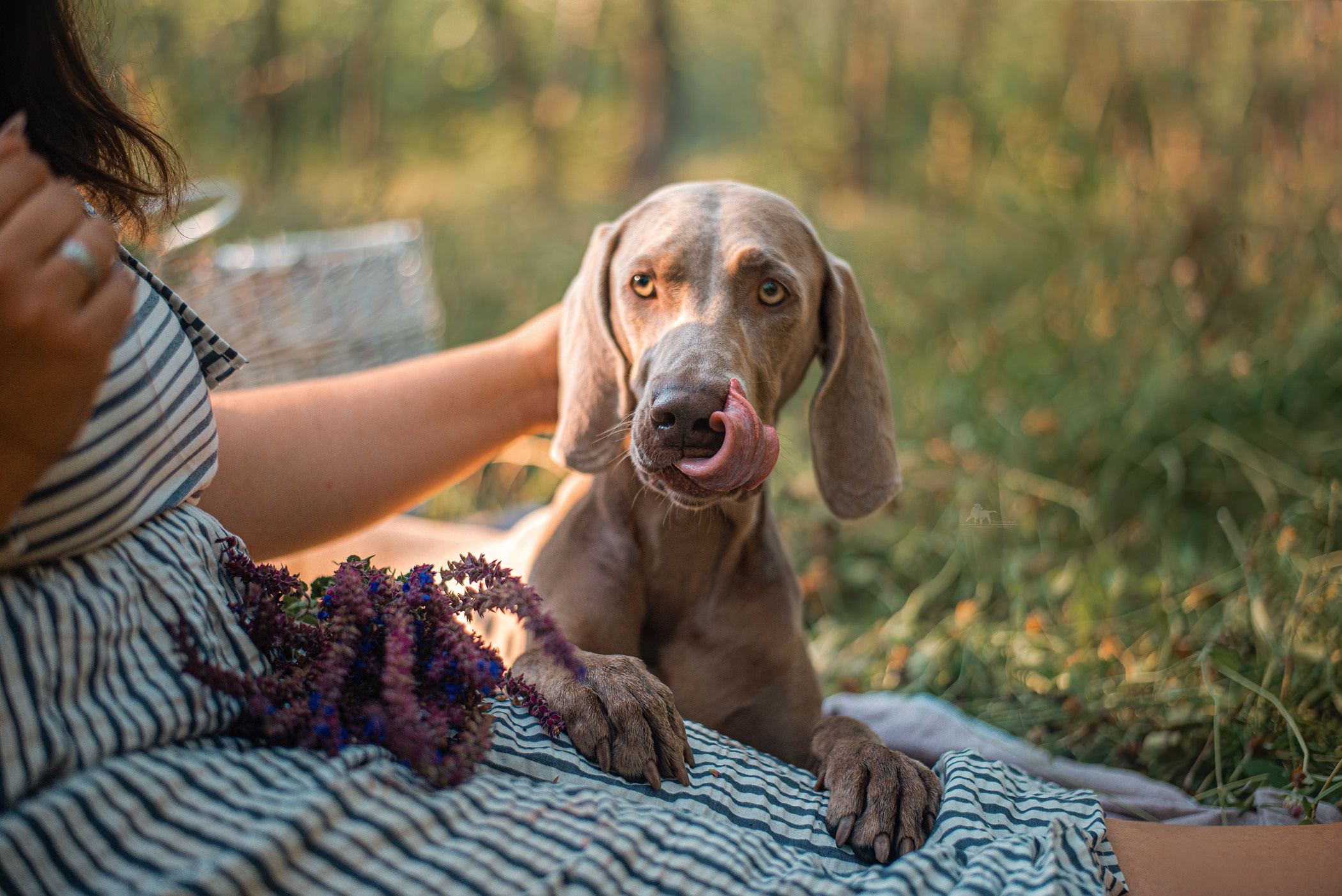 Веймарские легавые из питомника Plata El Viento и Изабелла. Фотограф — анималист Саратов/Москва|Плужникова Юлия
