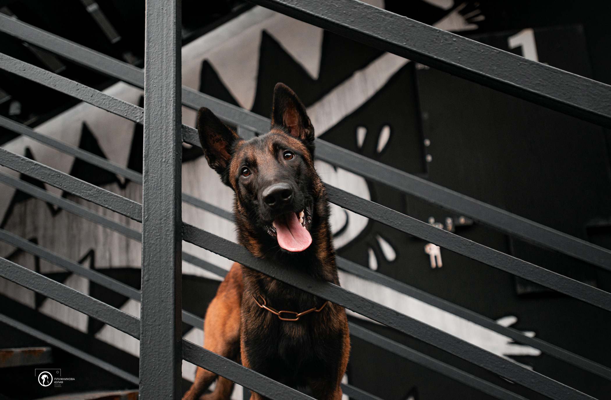 Фалькон и Сеня на флаконе. Фотограф — анималист Саратов/Москва|Плужникова Юлия