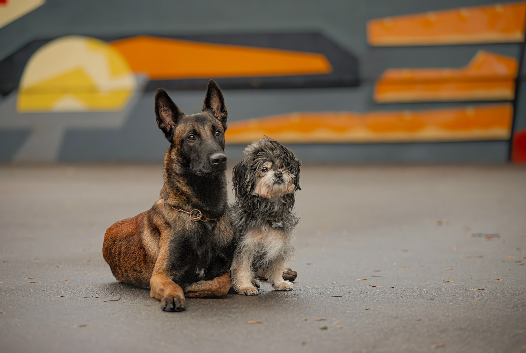 Фалькон и Сеня на флаконе. Фотограф — анималист Саратов/Москва|Плужникова Юлия