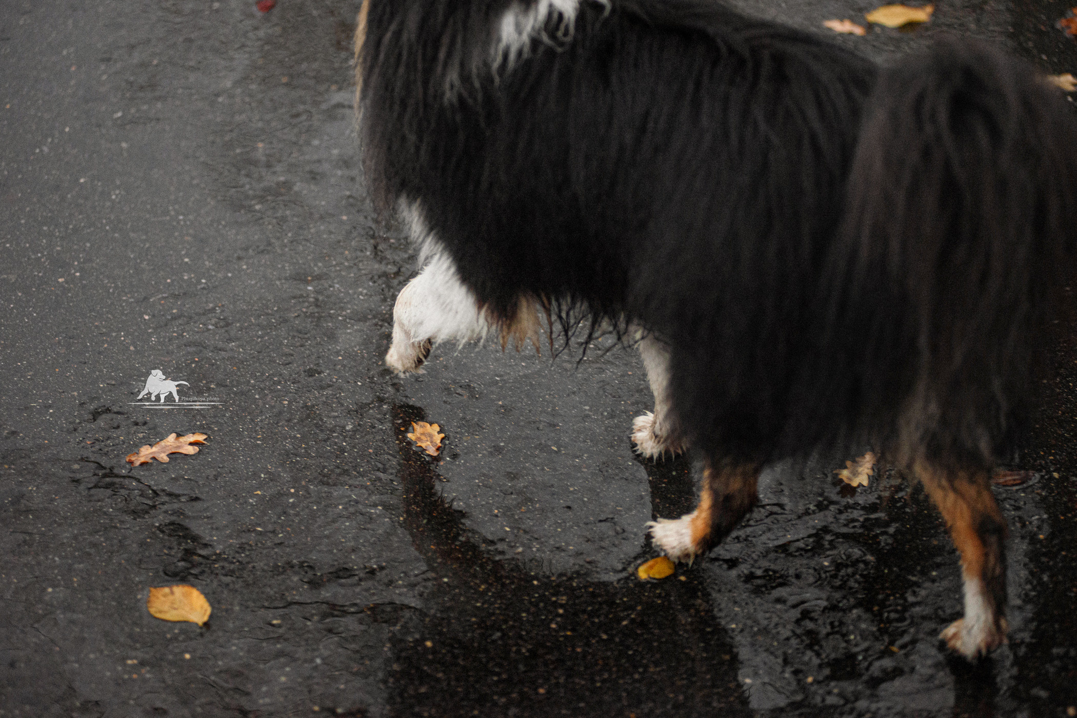 Осень на ВДНХ. Фотограф — анималист Саратов/Москва|Плужникова Юлия