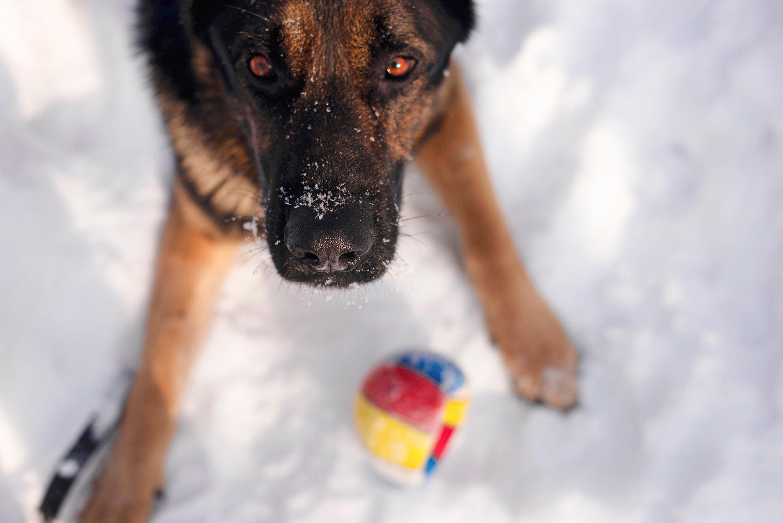 Зевс, Рика и Катя. Фотограф — анималист Саратов/Москва|Плужникова Юлия