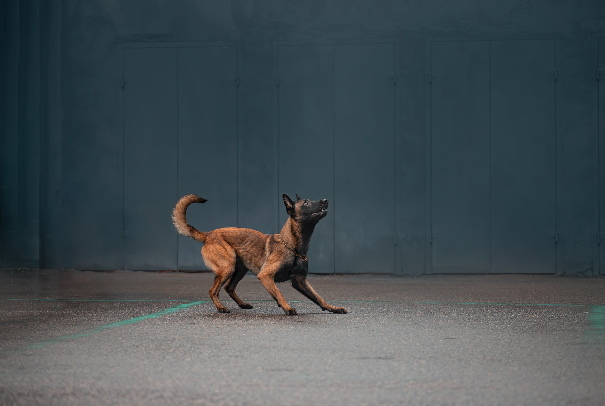 Фалькон и Сеня на флаконе. Фотограф — анималист Саратов/Москва|Плужникова Юлия