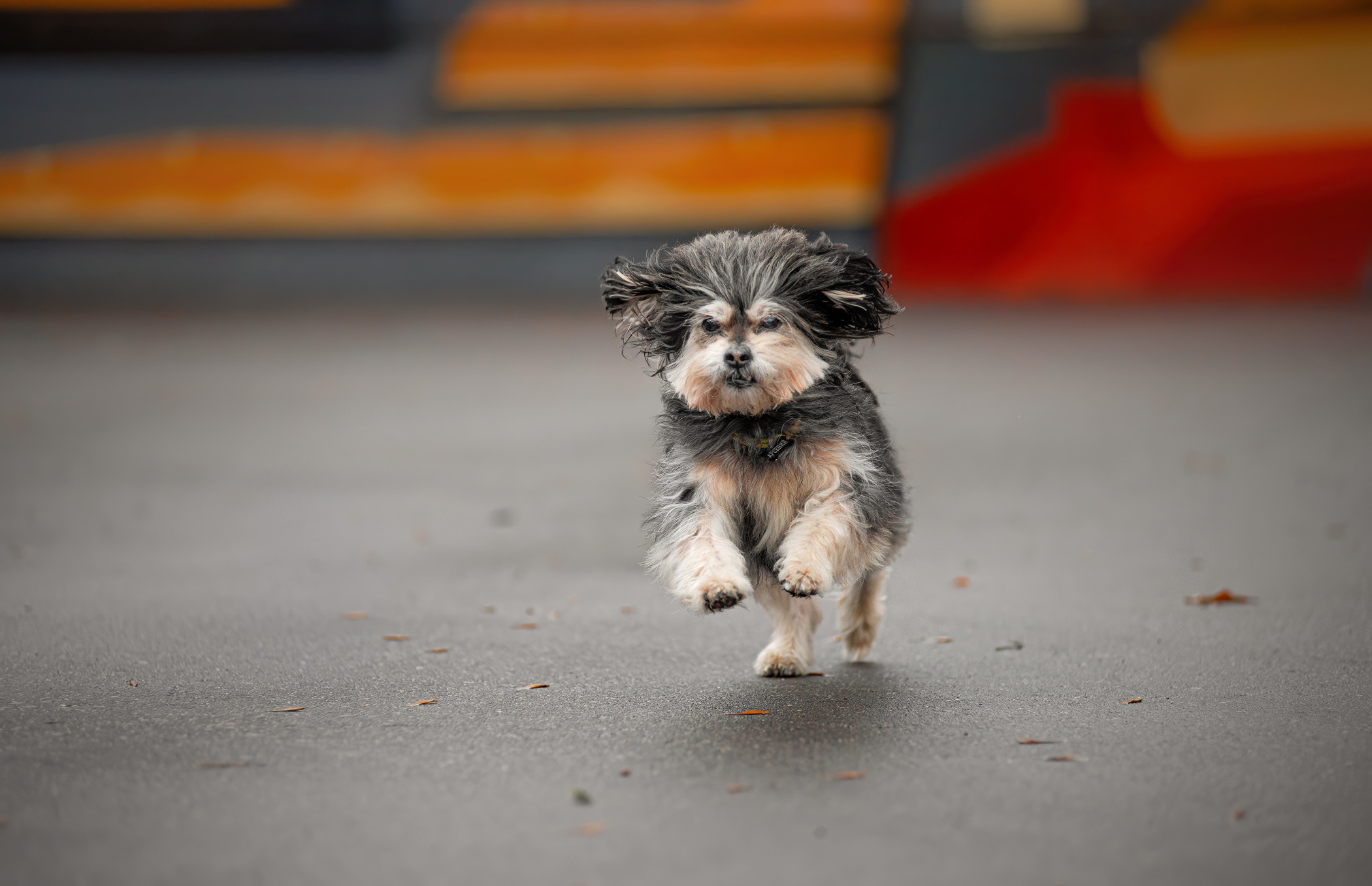 Фалькон и Сеня на флаконе. Фотограф — анималист Саратов/Москва|Плужникова Юлия