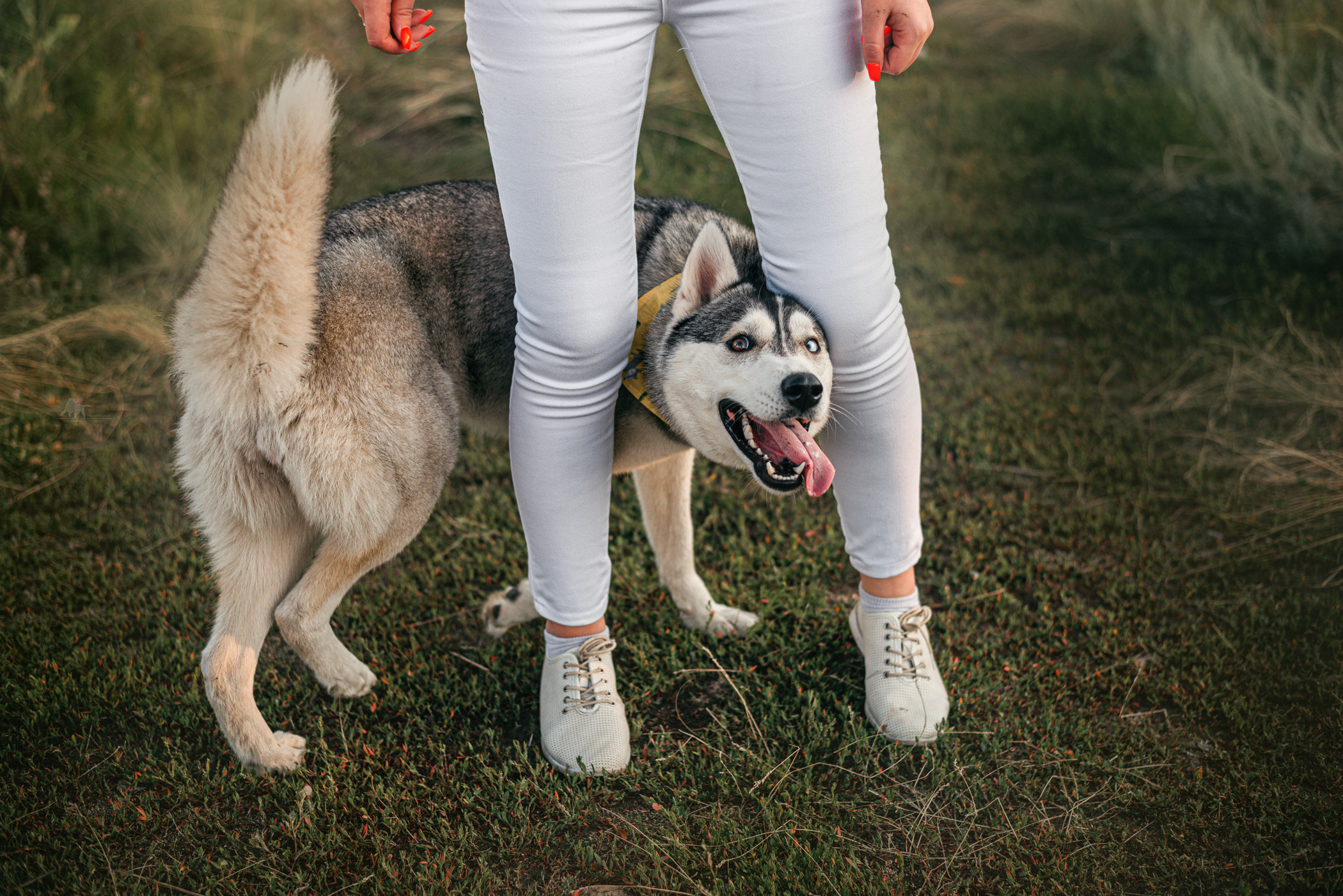 Хаски Грейс и Настя. Фотограф — анималист Саратов/Москва|Плужникова Юлия
