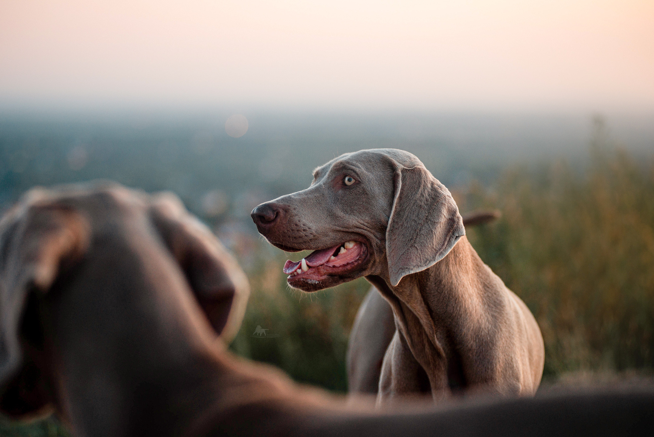 Веймарские легавые из питомника Plata El Viento и Изабелла. Фотограф — анималист Саратов/Москва|Плужникова Юлия