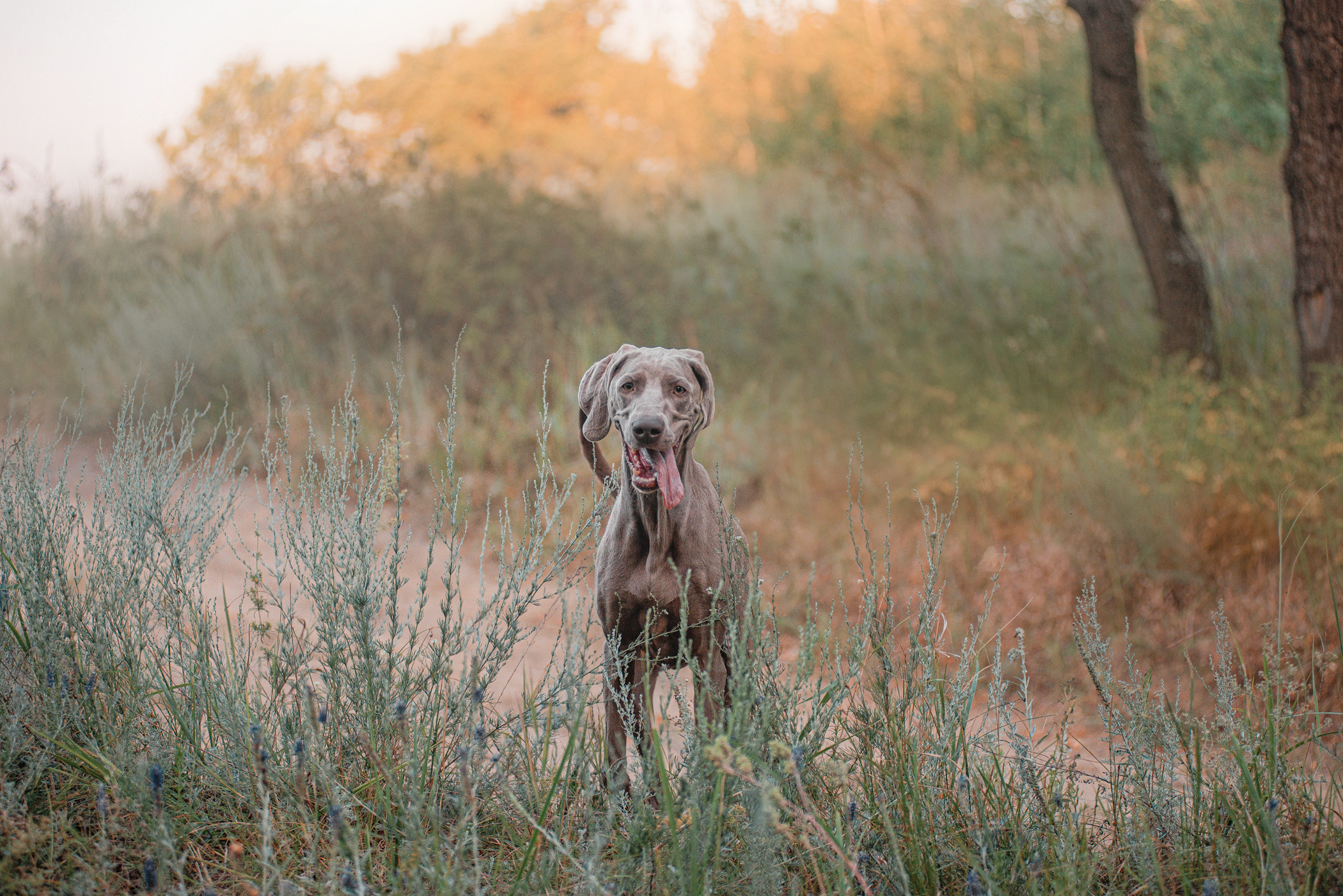 Веймарские легавые из питомника Plata El Viento и Изабелла. Фотограф — анималист Саратов/Москва|Плужникова Юлия