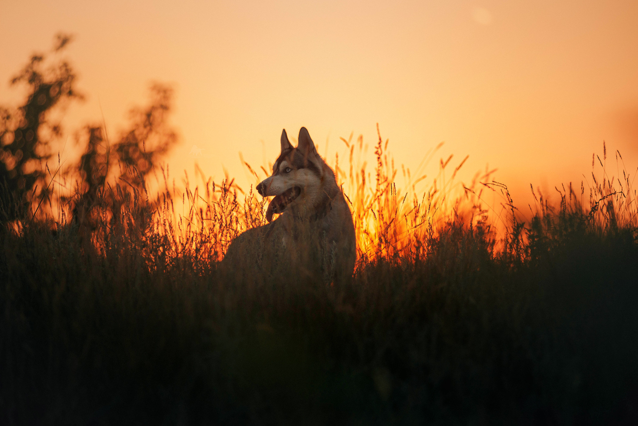 Хаски Грейс и Настя. Фотограф — анималист Саратов/Москва|Плужникова Юлия