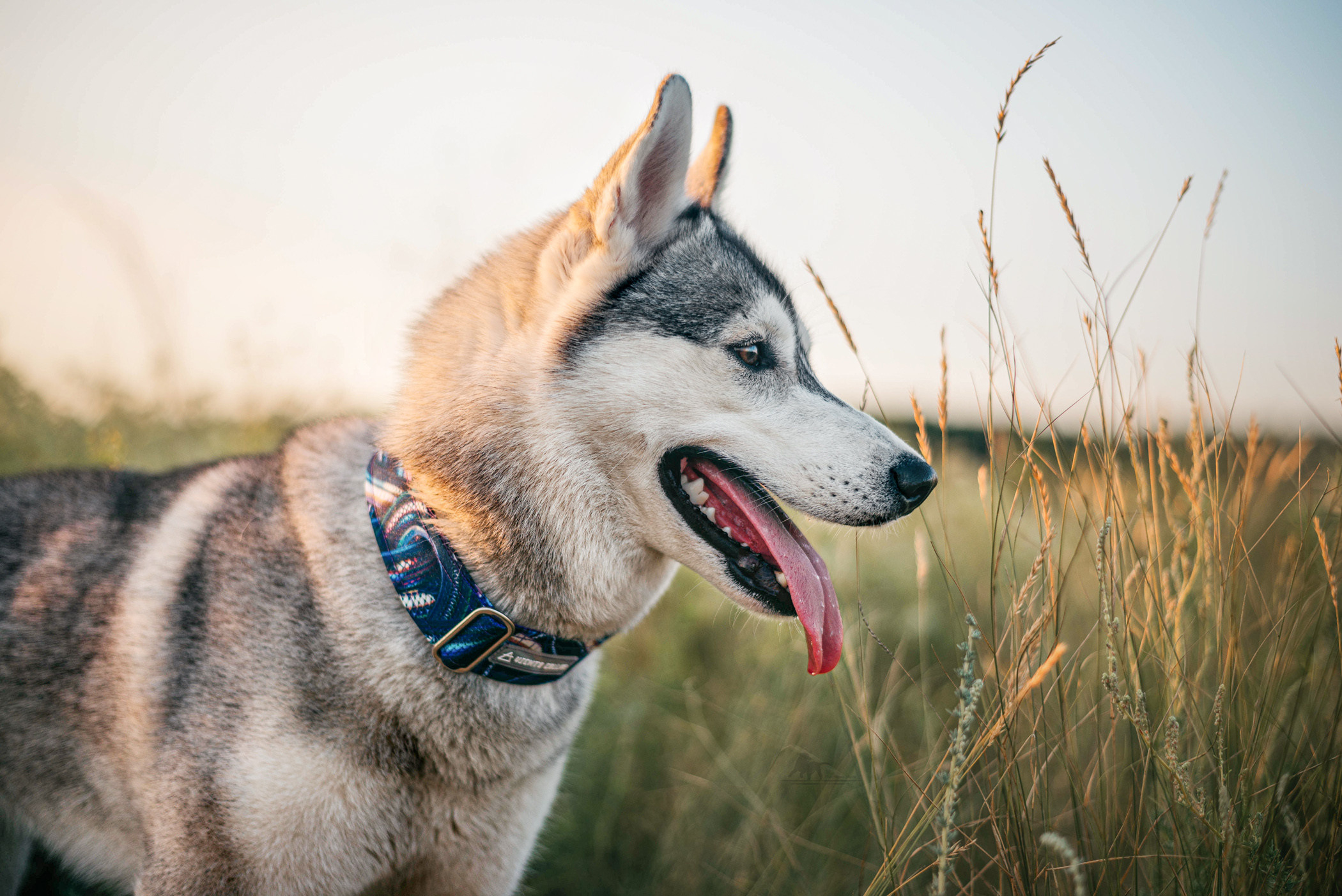 Хаски Грейс и Настя. Фотограф — анималист Саратов/Москва|Плужникова Юлия