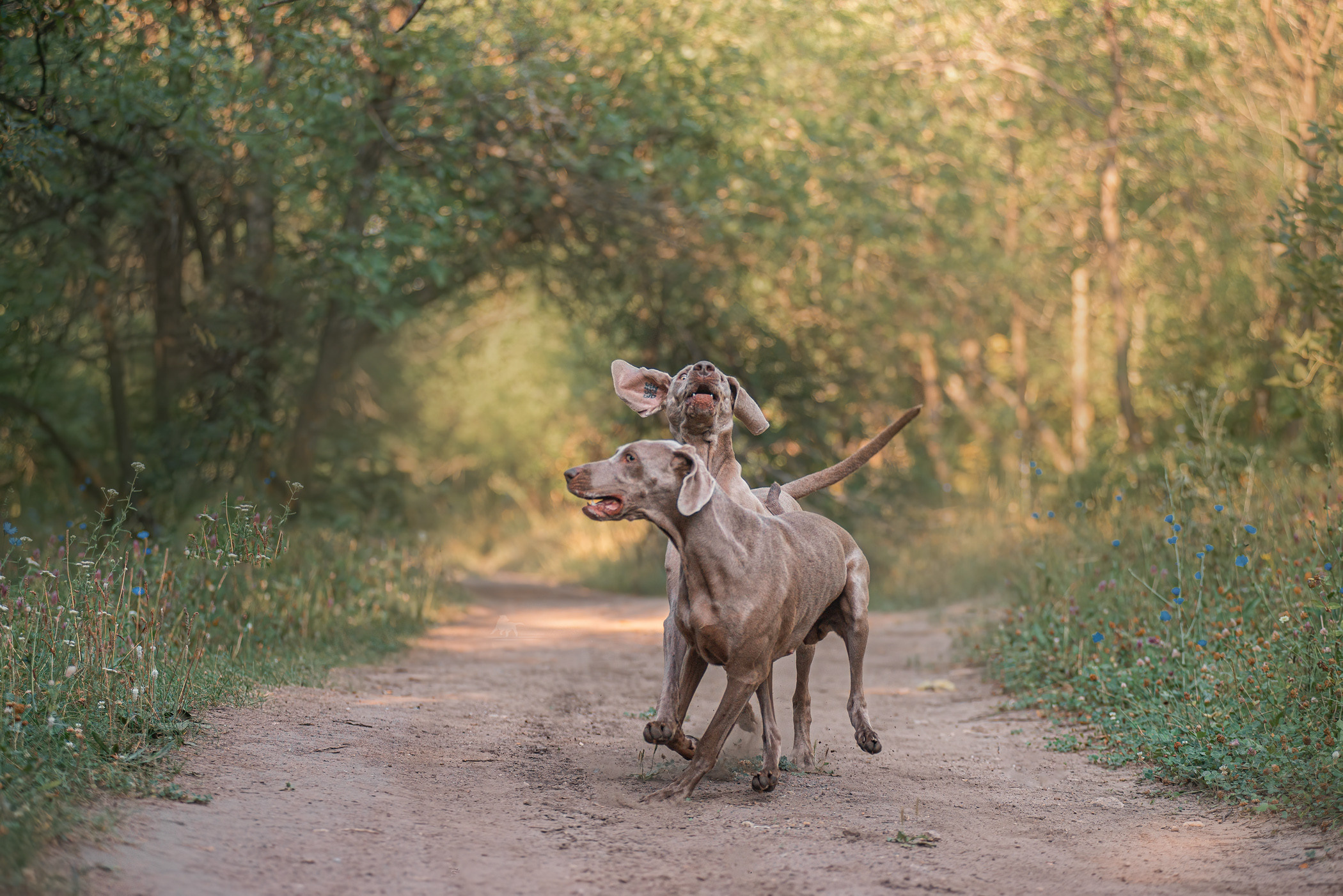 Веймарские легавые из питомника Plata El Viento и Изабелла. Фотограф — анималист Саратов/Москва|Плужникова Юлия