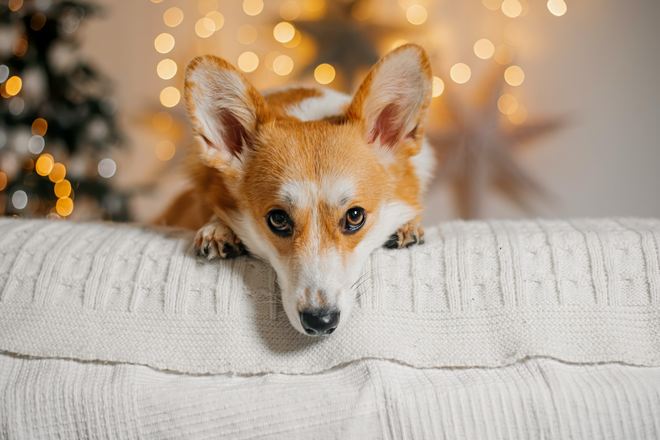 Корги Ежа и ее чудесная семья. Фотограф — анималист Саратов/Москва|Плужникова Юлия