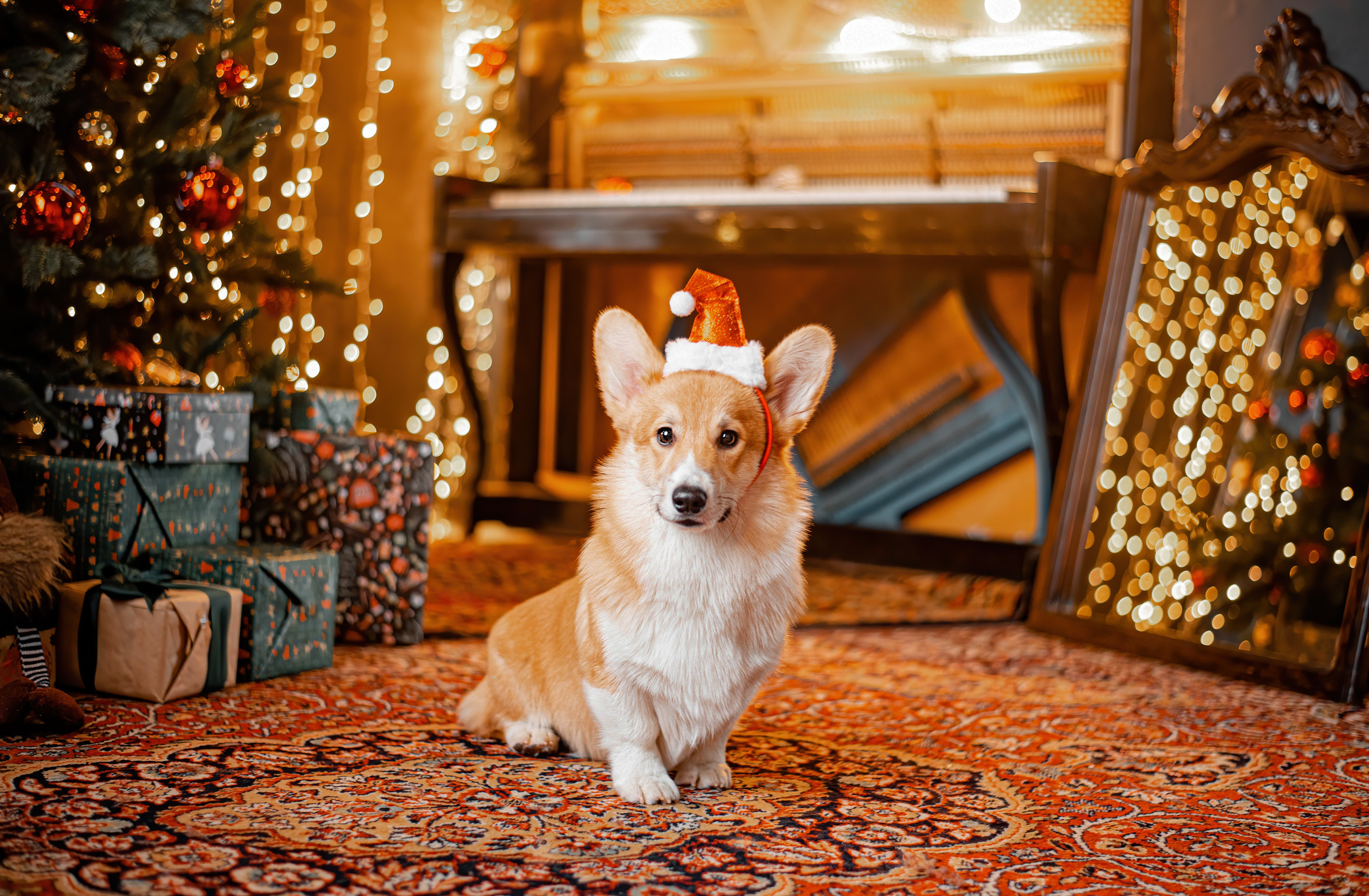 Марина и ее чудесные корги Тор и Парнас. Фотограф — анималист Саратов/Москва|Плужникова Юлия