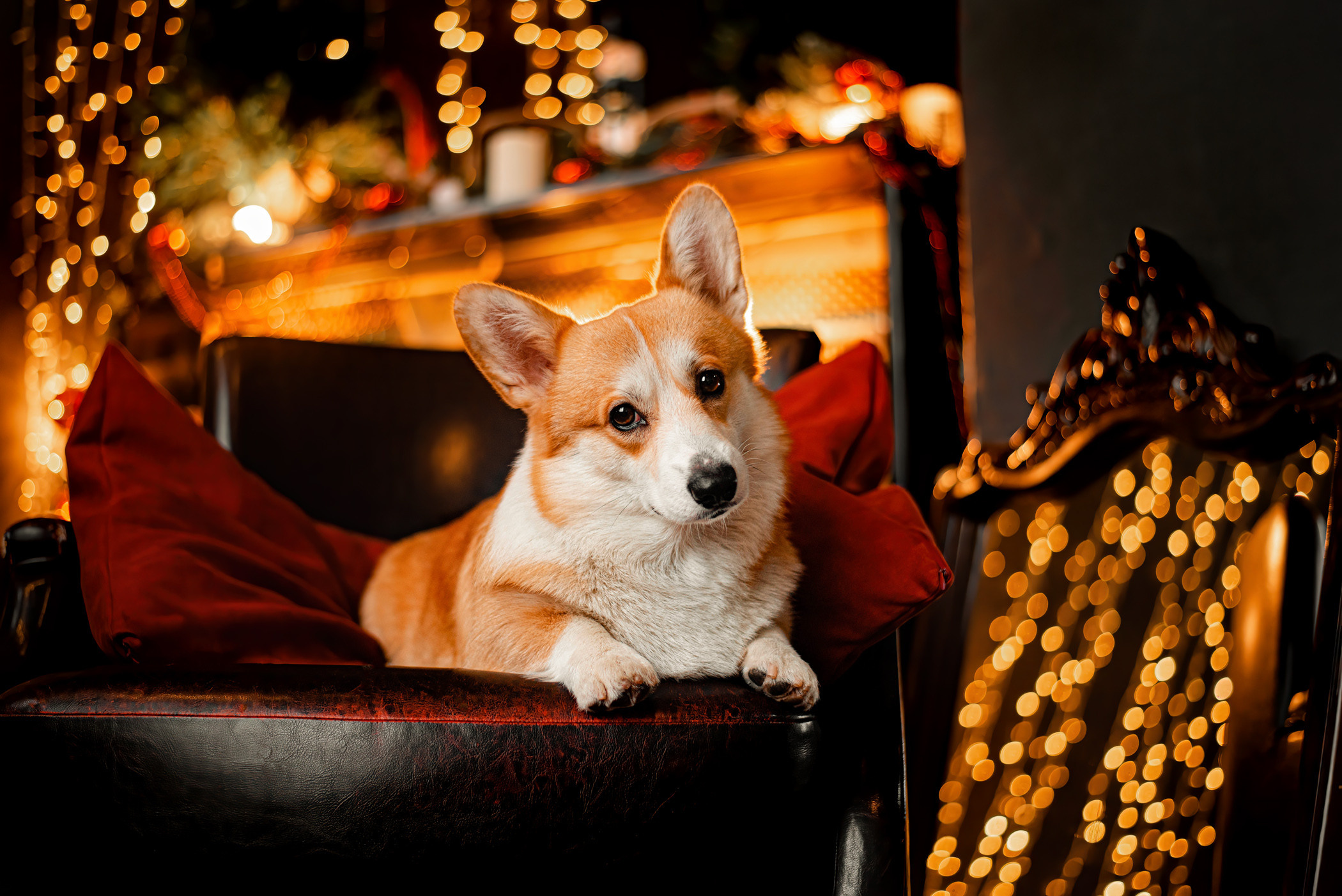 Марина и ее чудесные корги Тор и Парнас. Фотограф — анималист Саратов/Москва|Плужникова Юлия