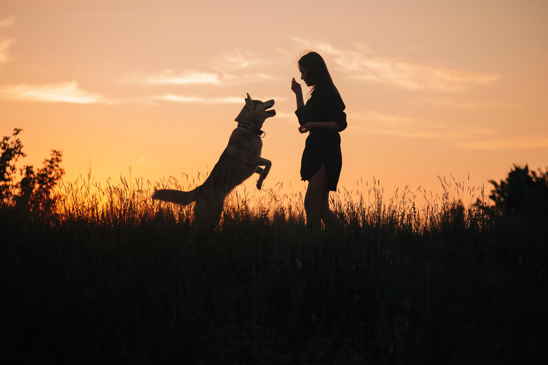 Хаски Грейс и Настя. Фотограф — анималист Саратов/Москва|Плужникова Юлия