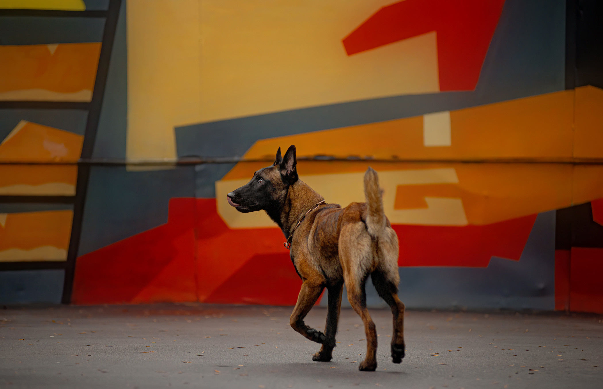 Фалькон и Сеня на флаконе. Фотограф — анималист Саратов/Москва|Плужникова Юлия