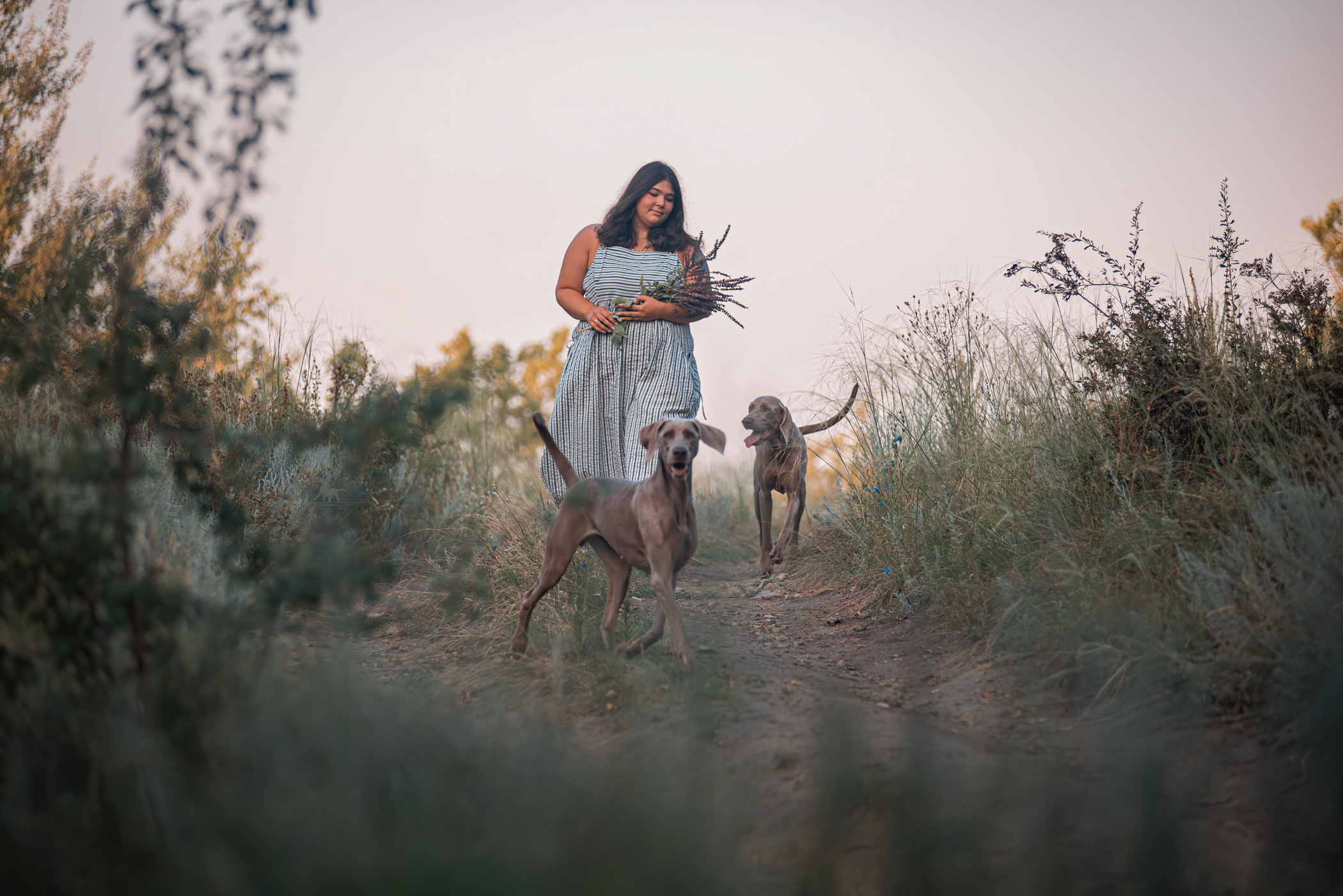 Веймарские легавые из питомника Plata El Viento и Изабелла. Фотограф — анималист Саратов/Москва|Плужникова Юлия