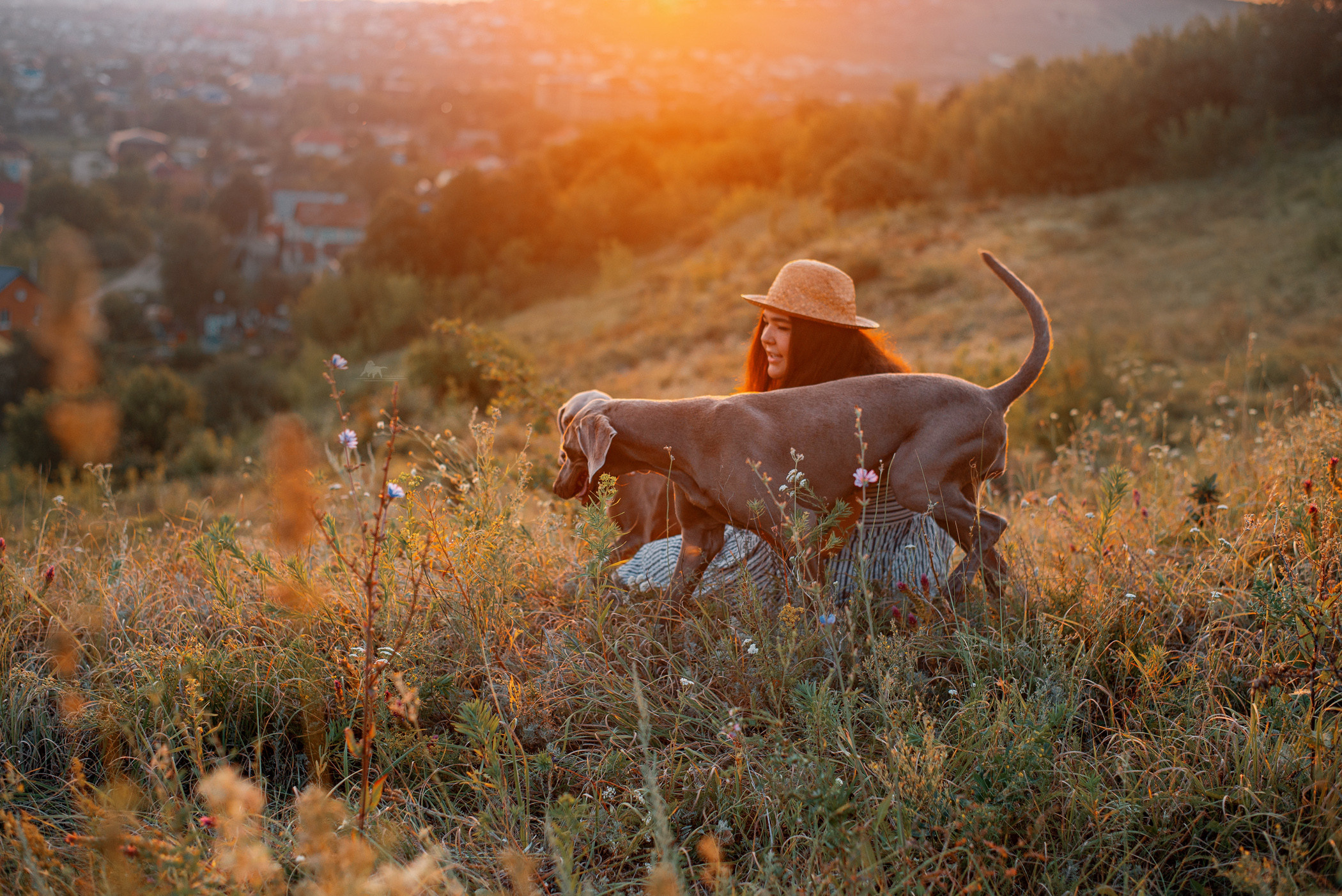 Веймарские легавые из питомника Plata El Viento и Изабелла. Фотограф — анималист Саратов/Москва|Плужникова Юлия