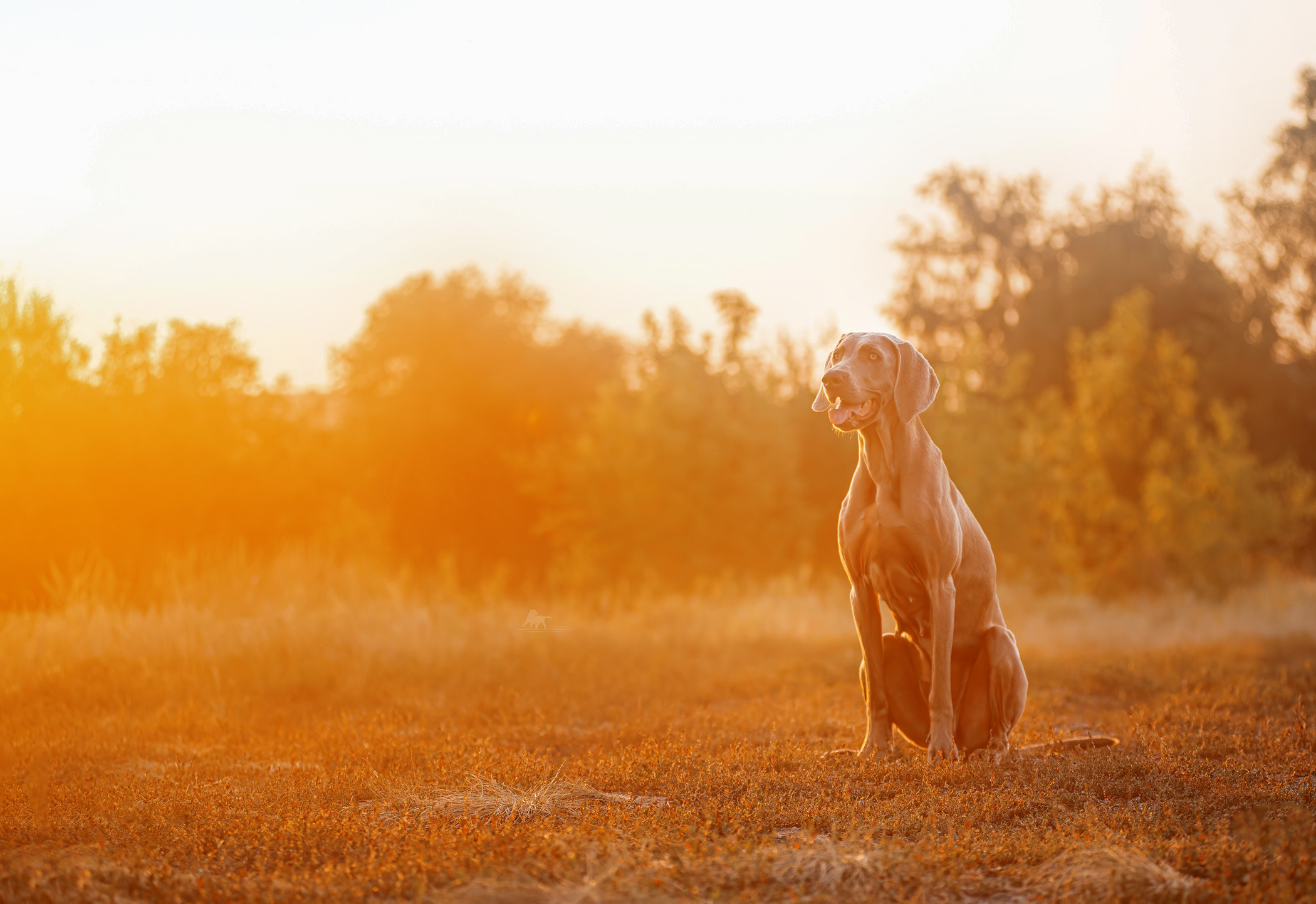 Веймарские легавые из питомника Plata El Viento и Изабелла. Фотограф — анималист Саратов/Москва|Плужникова Юлия