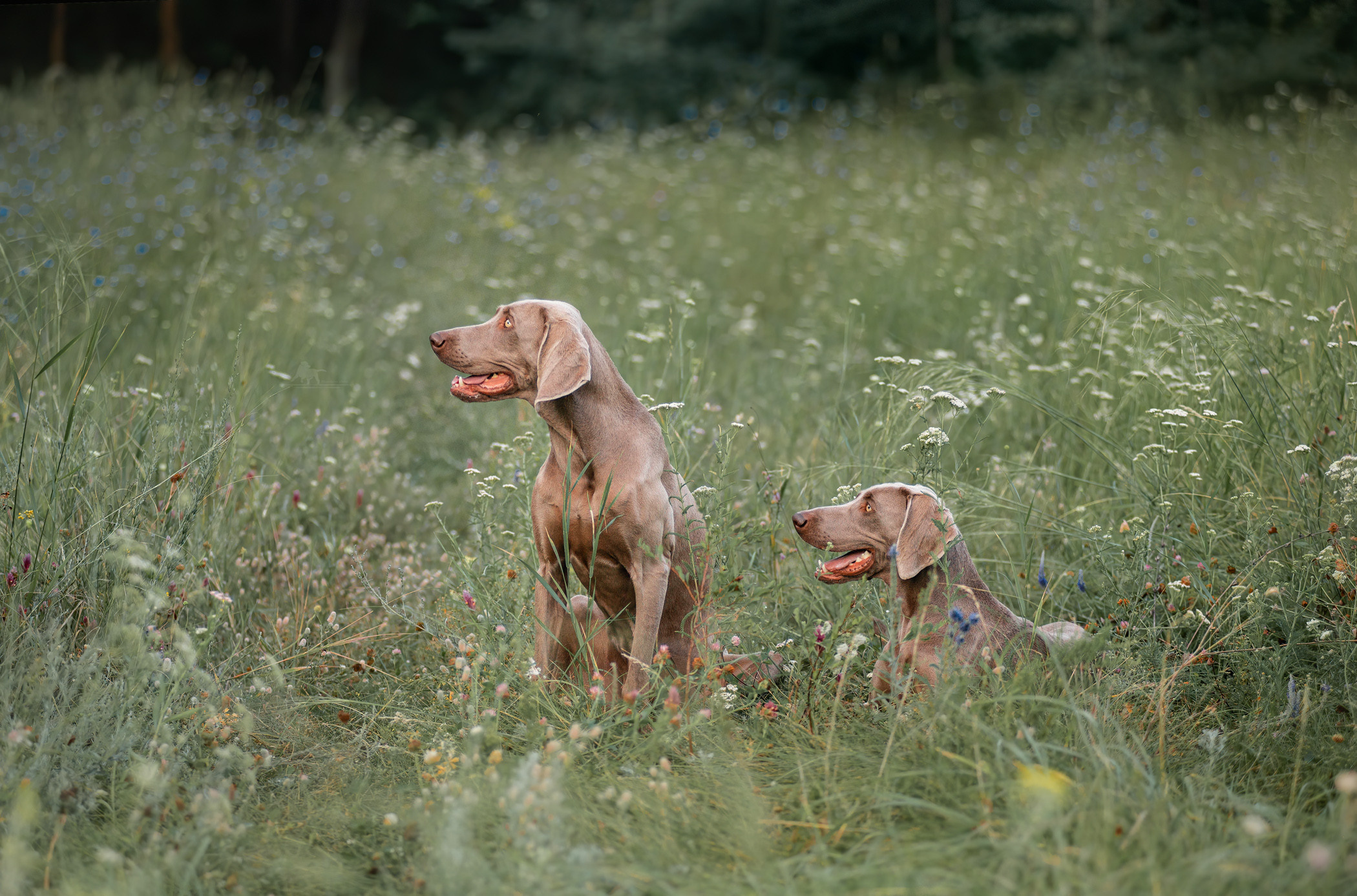 Веймарские легавые из питомника Plata El Viento и Изабелла. Фотограф — анималист Саратов/Москва|Плужникова Юлия