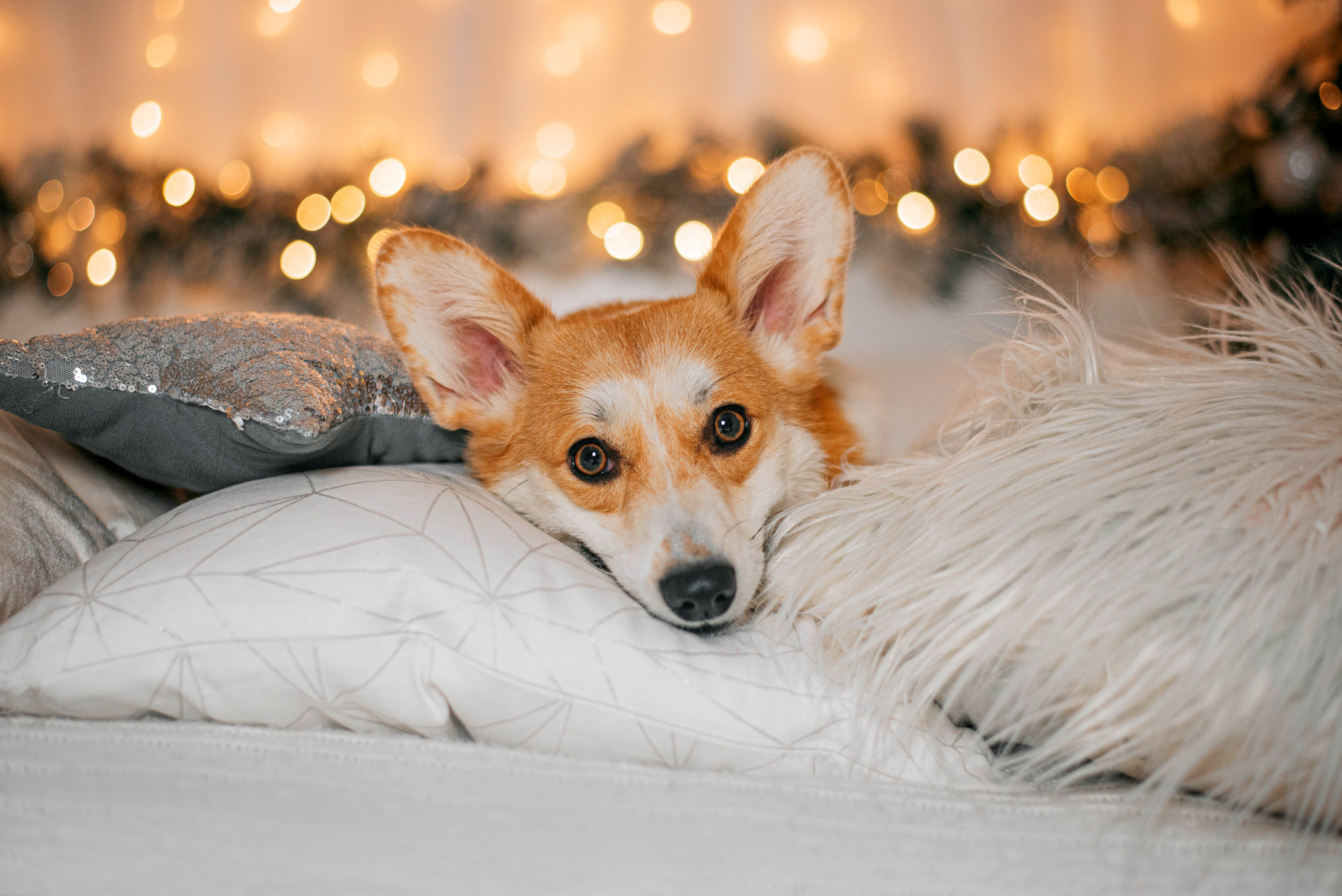 Корги Ежа и ее чудесная семья. Фотограф — анималист Саратов/Москва|Плужникова Юлия
